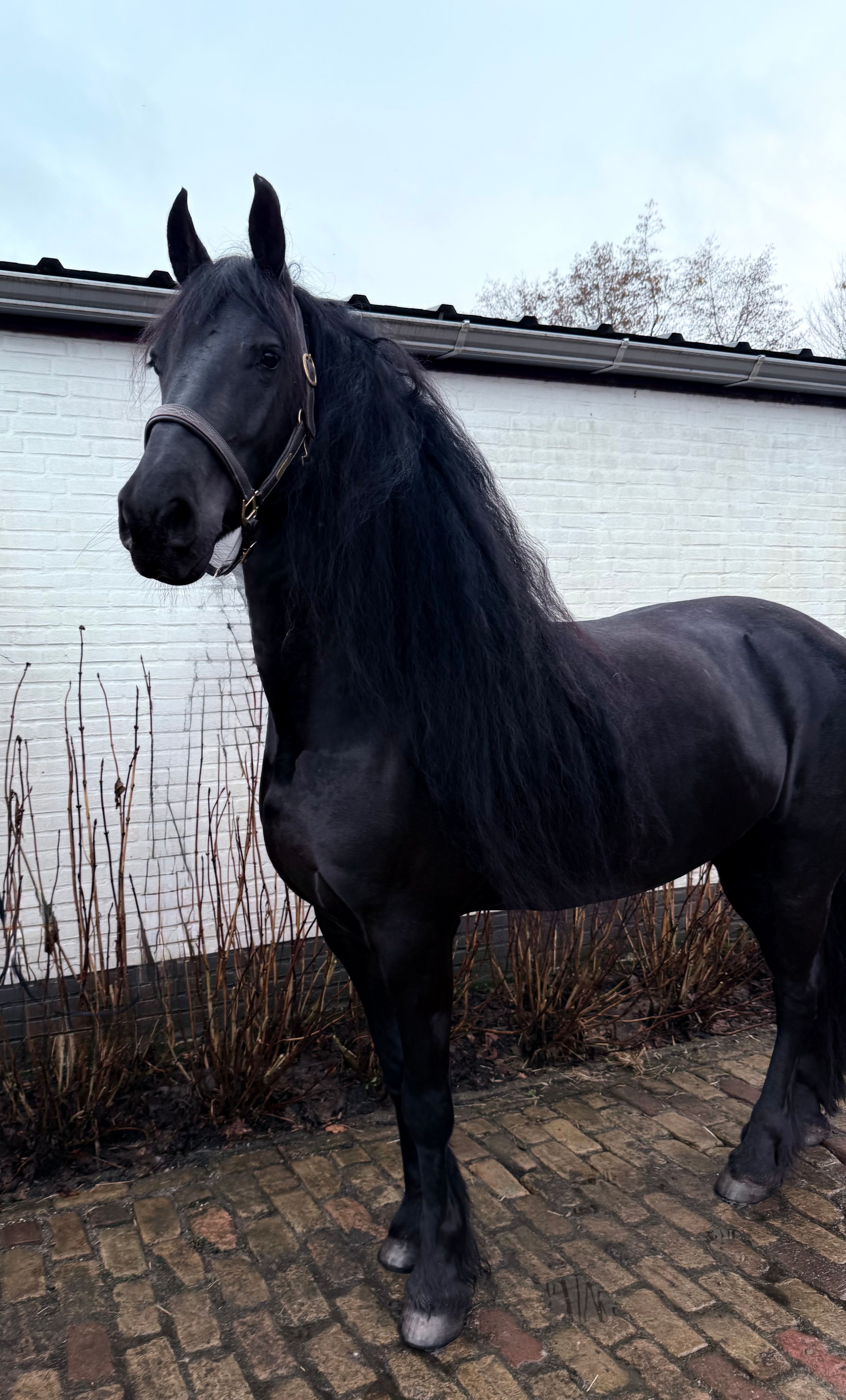 allround-fries merrie 5 years old zwart for sale - Photo 3