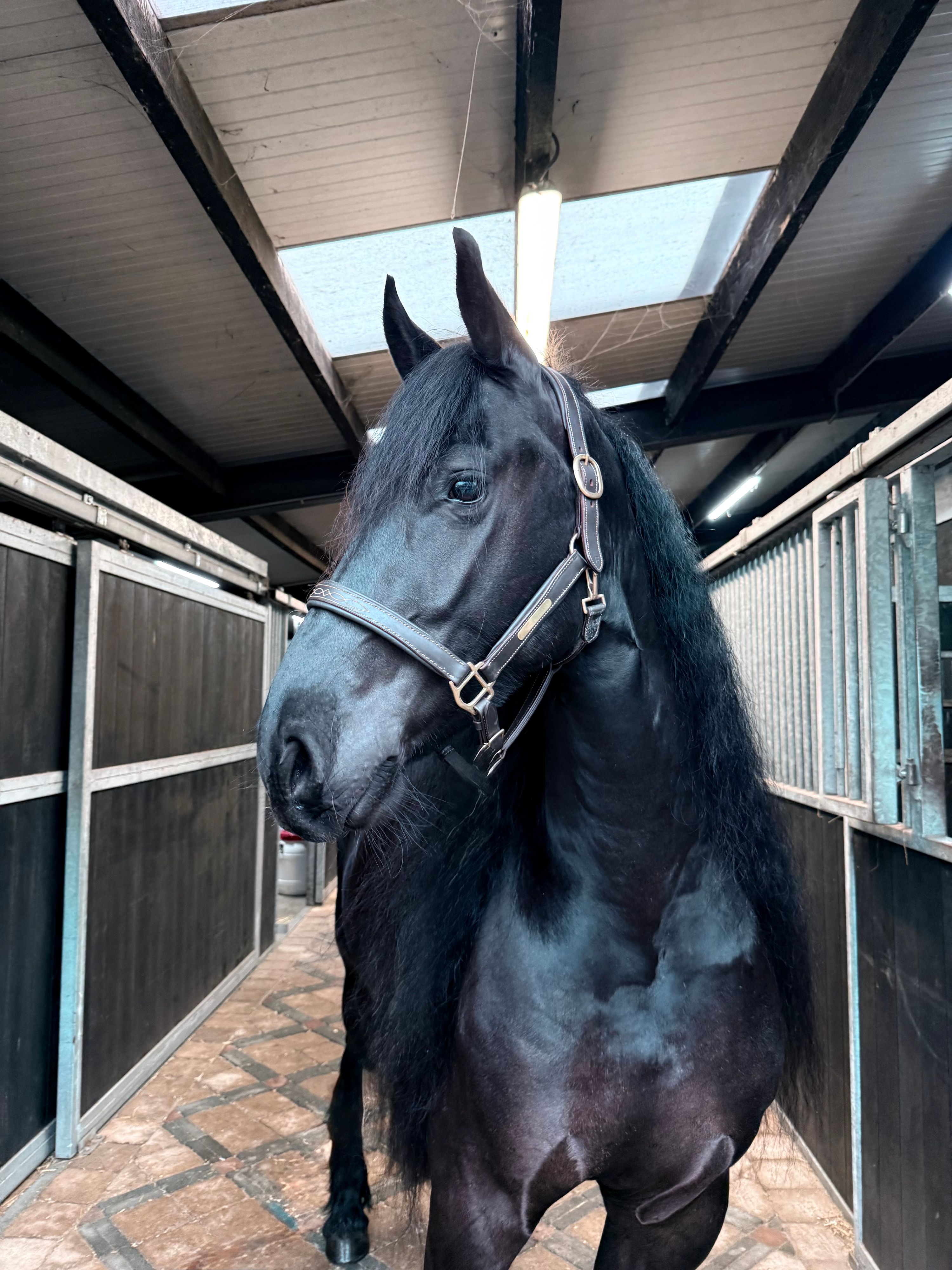 allround-fries merrie 5 years old zwart for sale - Photo 5