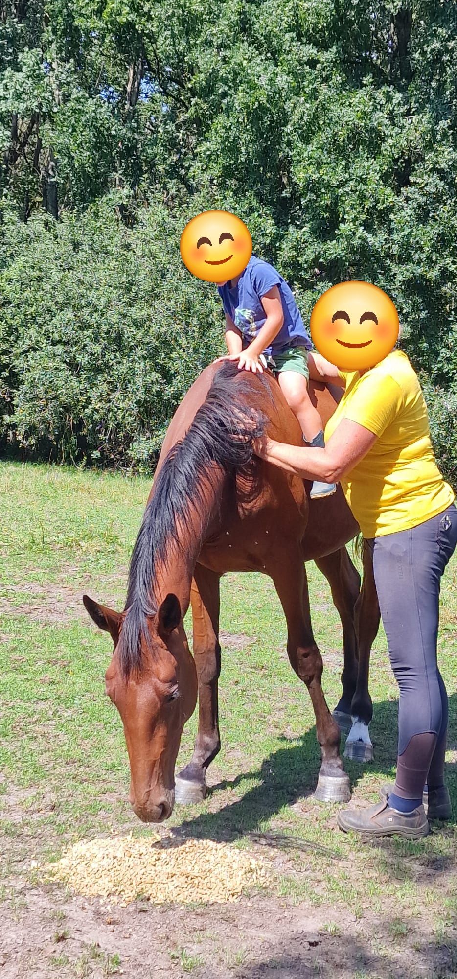 kwpn springpaard merrie 3 Jahre alt kastanje zu verkaufen - Foto 2