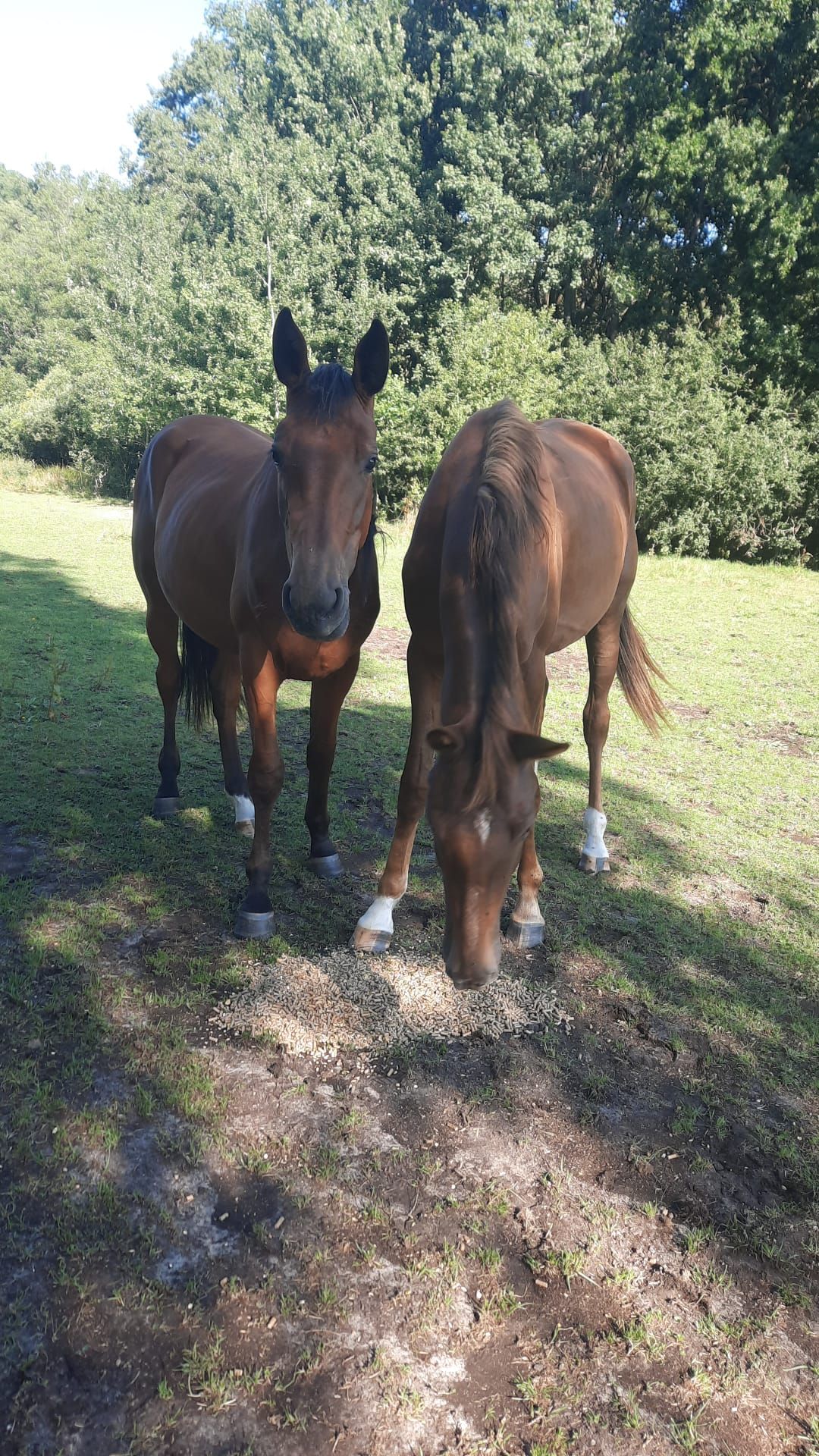 kwpn springpaard merrie 3 Jahre alt kastanje zu verkaufen - Foto 3