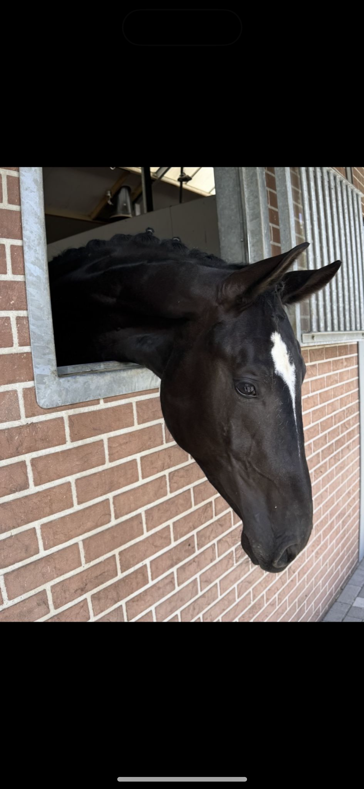 黒毛の馬場馬術用種牡馬