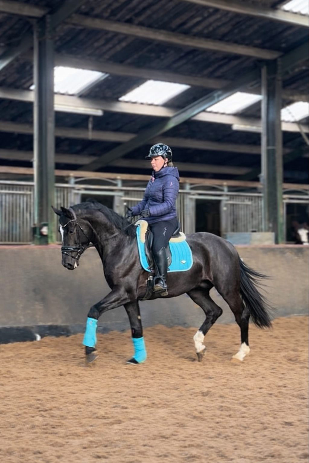 kwpn dressuurpaard hengst 3 歳 zwart 売り出し中 - 写真 3