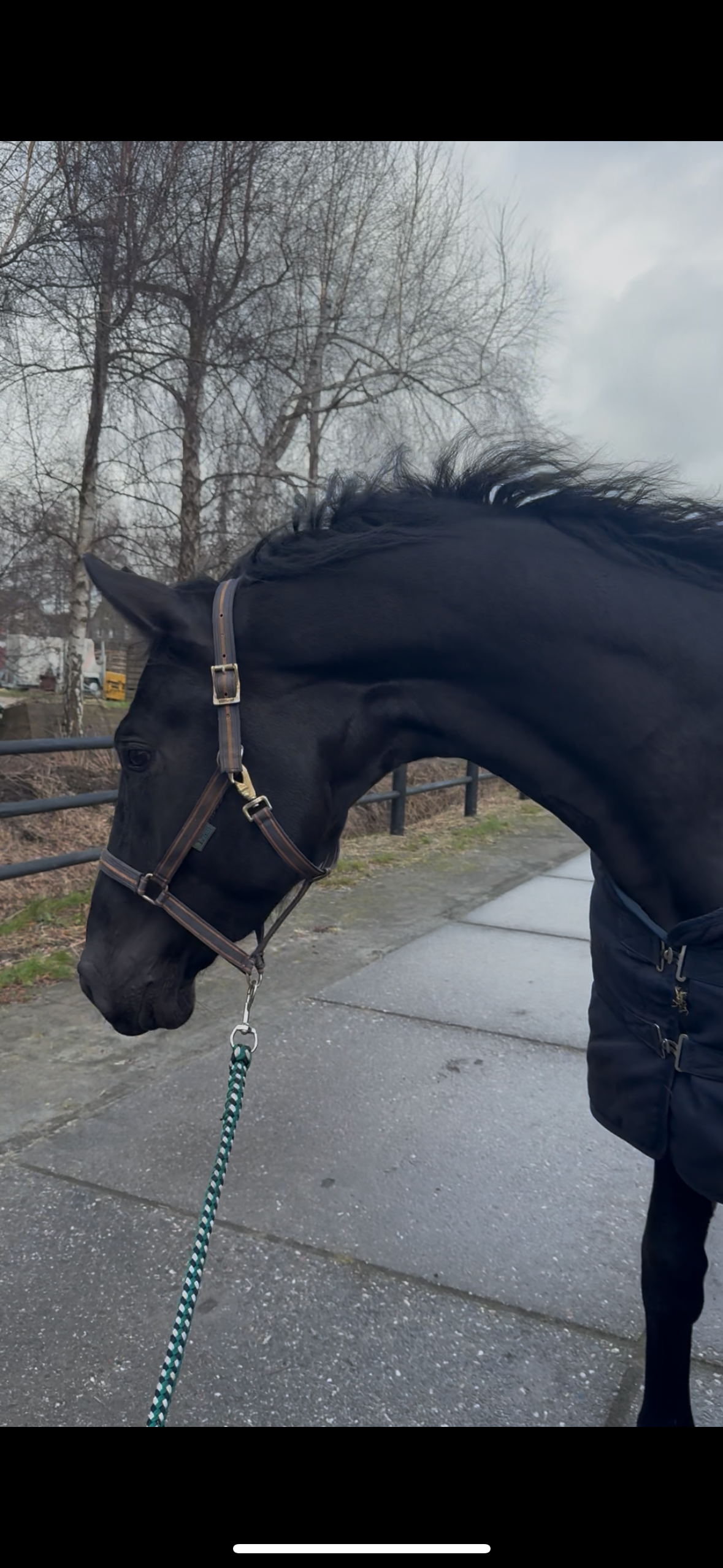 kwpn dressuurpaard hengst 3 歳 zwart 売り出し中 - 写真 5
