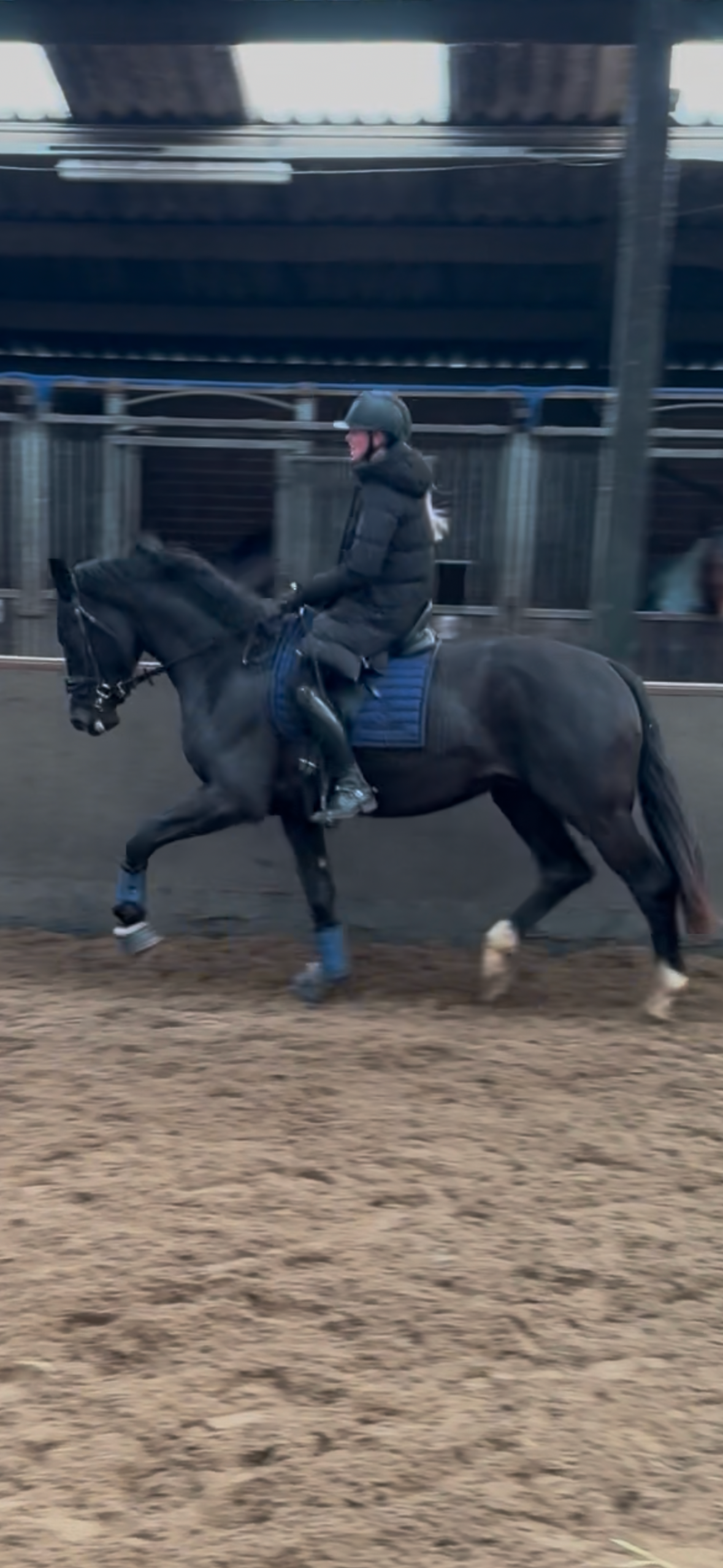 kwpn dressuurpaard hengst 3 歳 zwart 売り出し中 - 写真 4