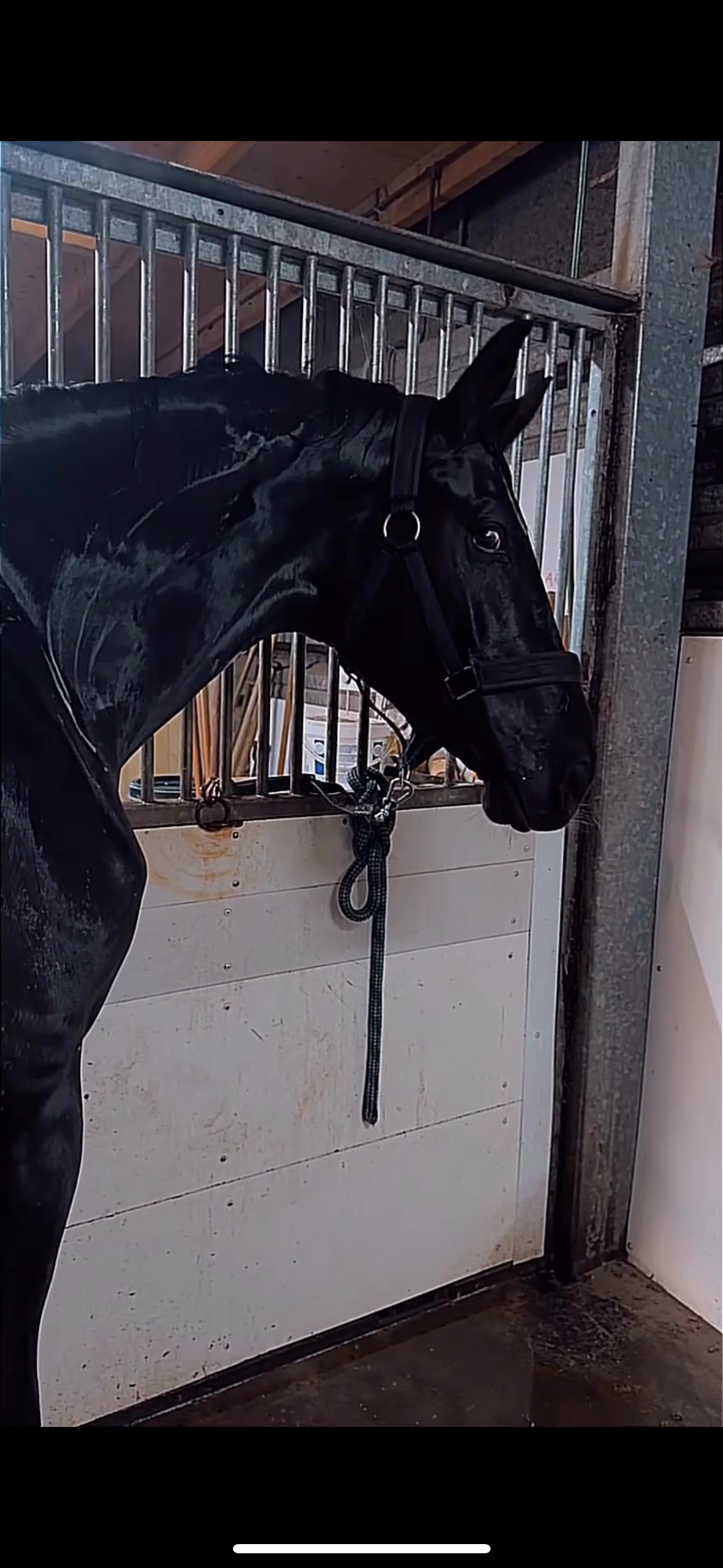 kwpn dressuurpaard hengst 3 歳 zwart 売り出し中 - 写真 2