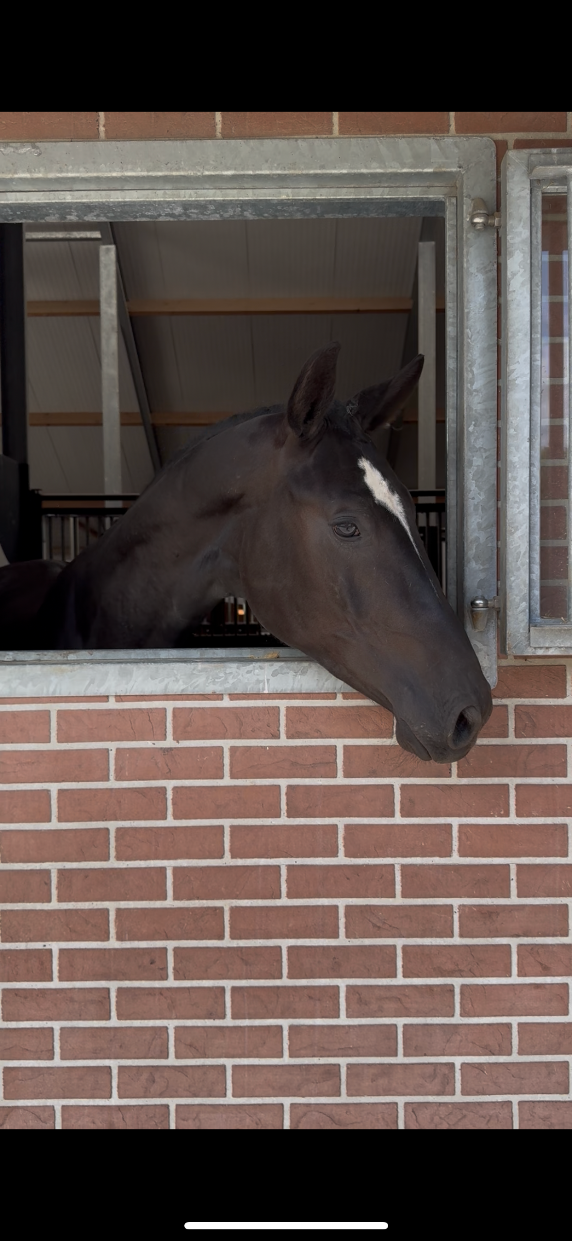 kwpn dressuurpaard hengst 3 歳 zwart 売り出し中 - 写真 6