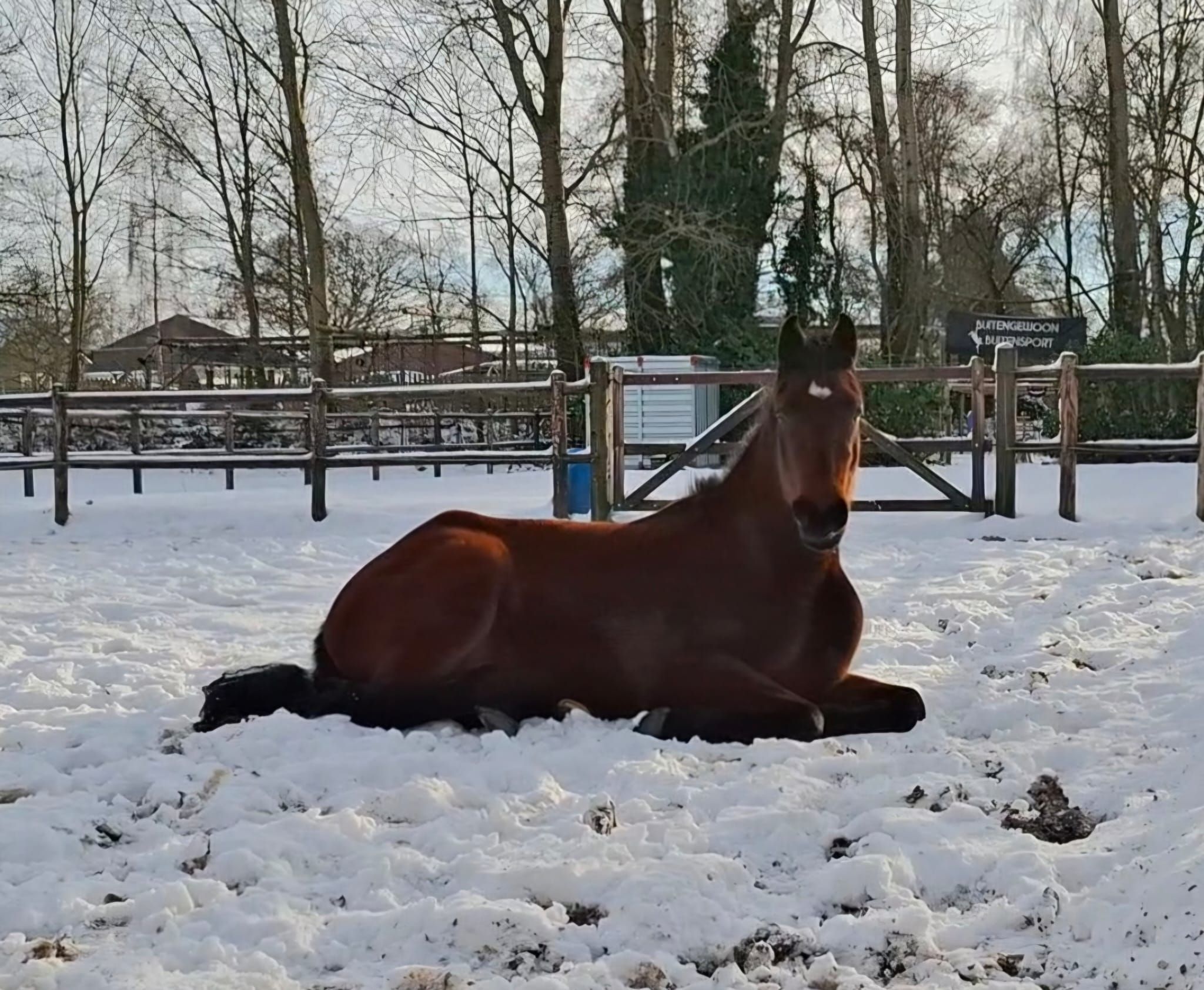 KWPN springpaard Merrie 4 Jahre alt Bruin zu verkaufen - Foto 4
