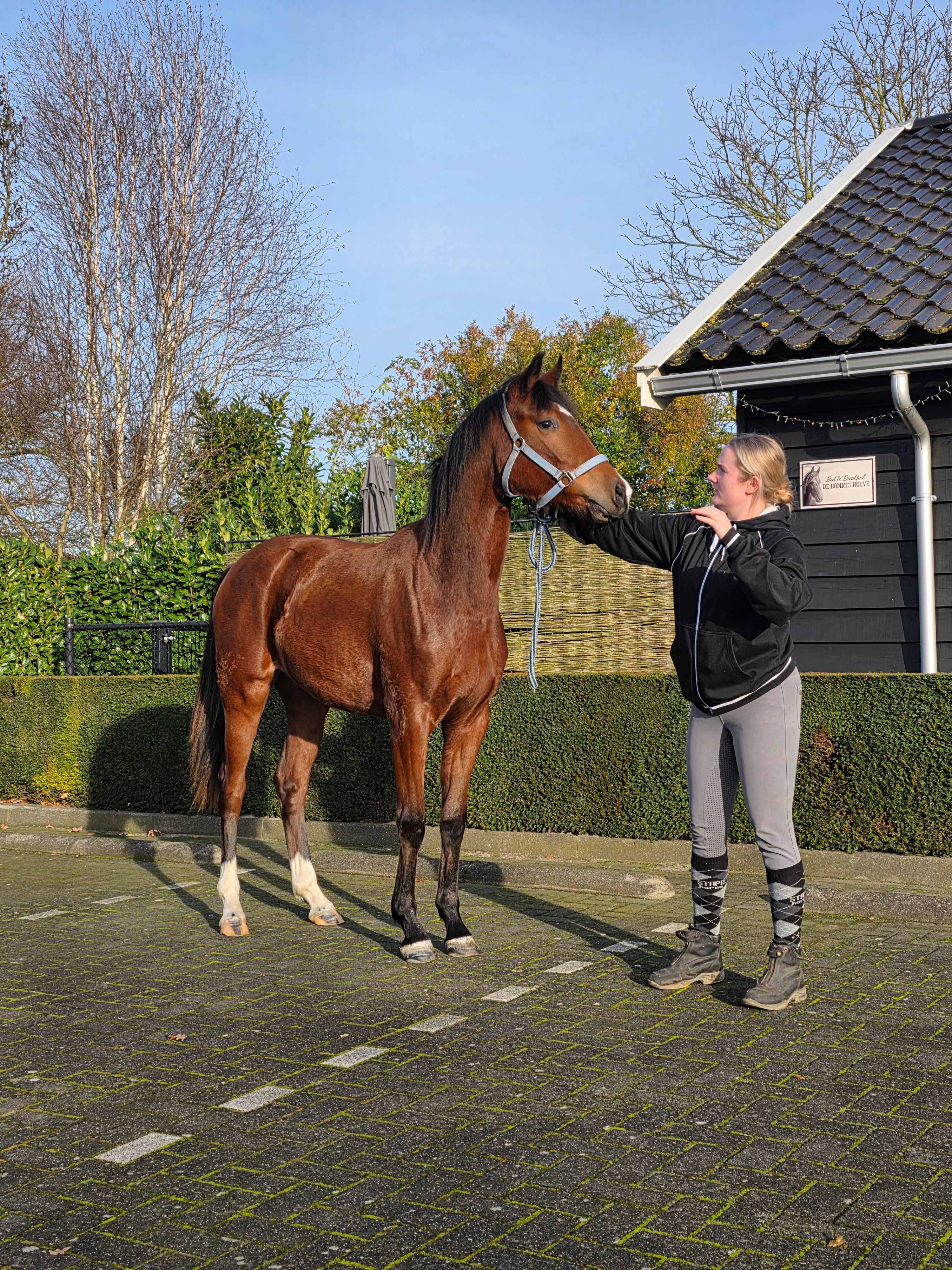 美しい2歳の牝馬