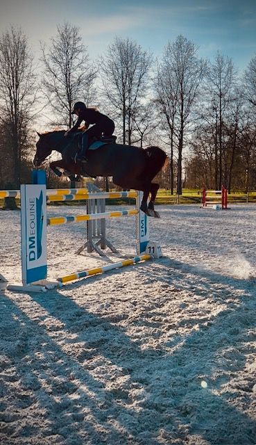 bwp springpaard ruin 8 jaar vos te koop - Foto 3
