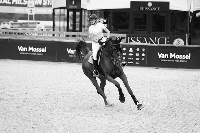 bwp springpaard ruin 8 jaar vos te koop - Foto 4
