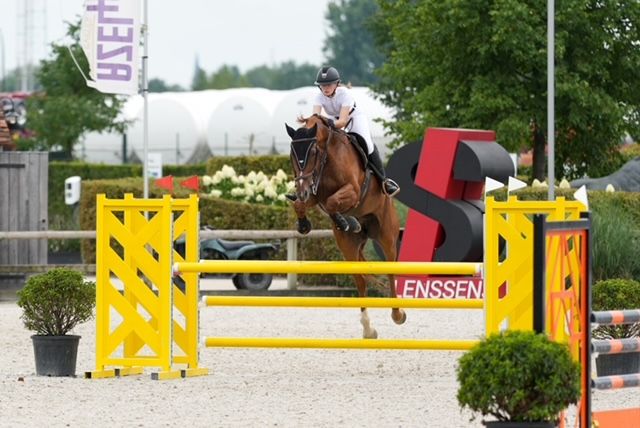 bwp springpaard ruin 8 jaar vos te koop - Foto 5