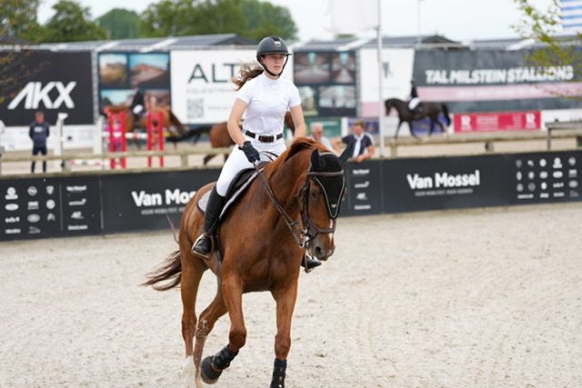 bwp springpaard ruin 8 jaar vos te koop - Foto 6