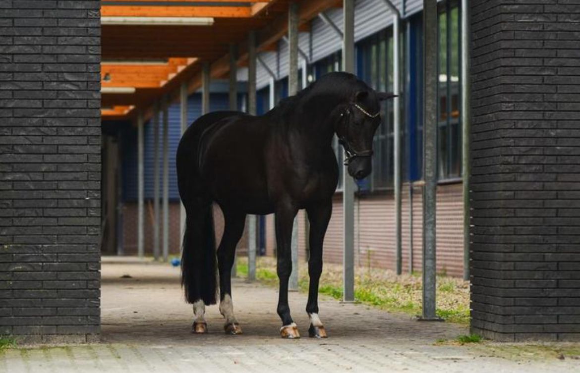Sweet, versatile gelding
