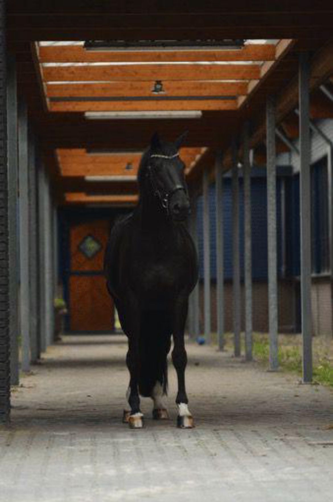 zangersheide allrounder ruin 11 years old zwart for sale - Photo 2