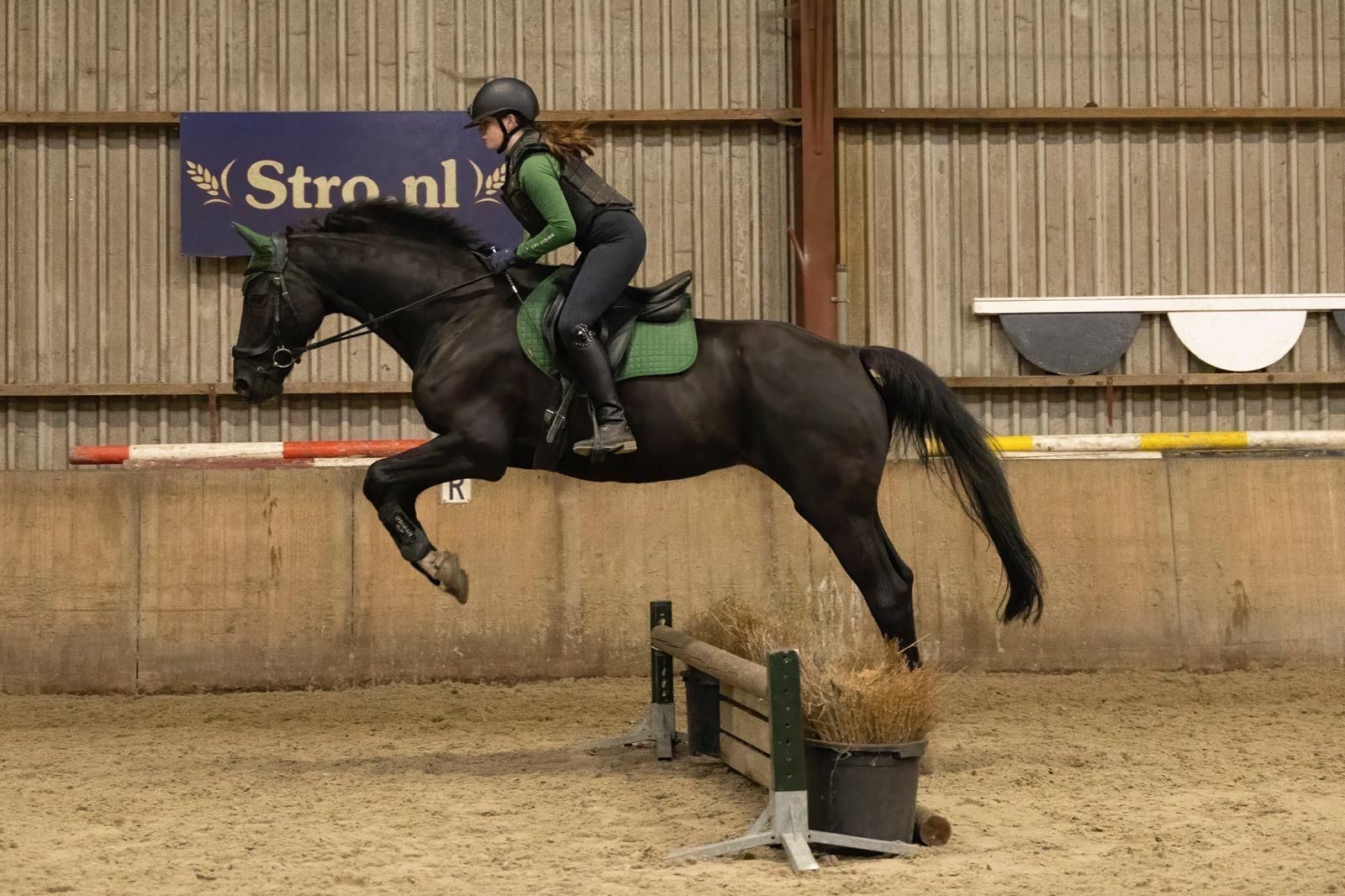 zangersheide allrounder ruin 11 years old zwart for sale - Photo 3