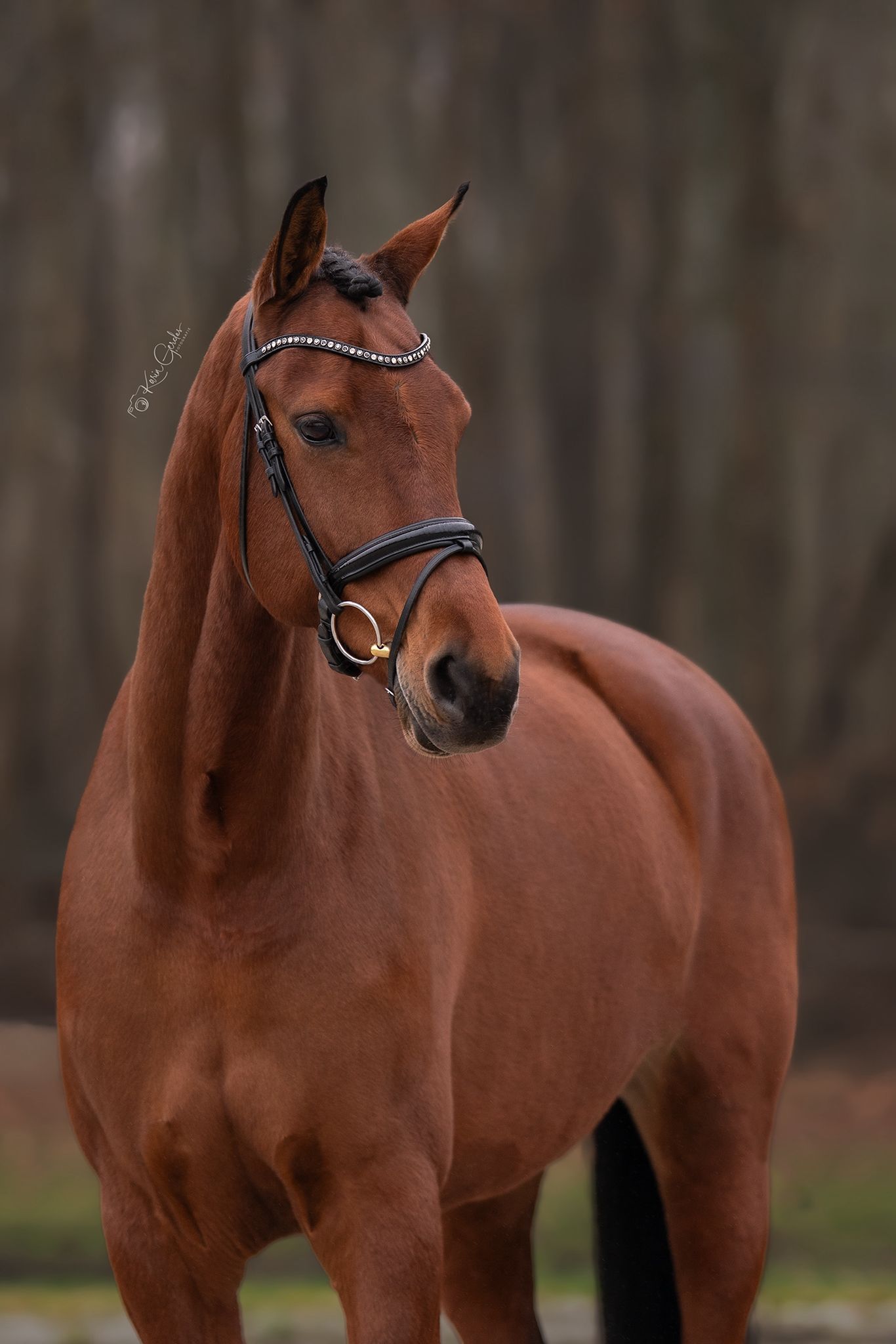 kwpn dressuurpaard merrie 10 jaar bruin te koop - Foto 3