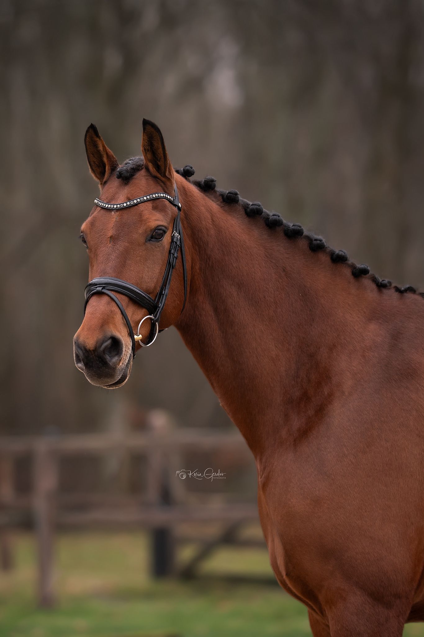 kwpn dressuurpaard merrie 10 jaar bruin te koop - Foto 4