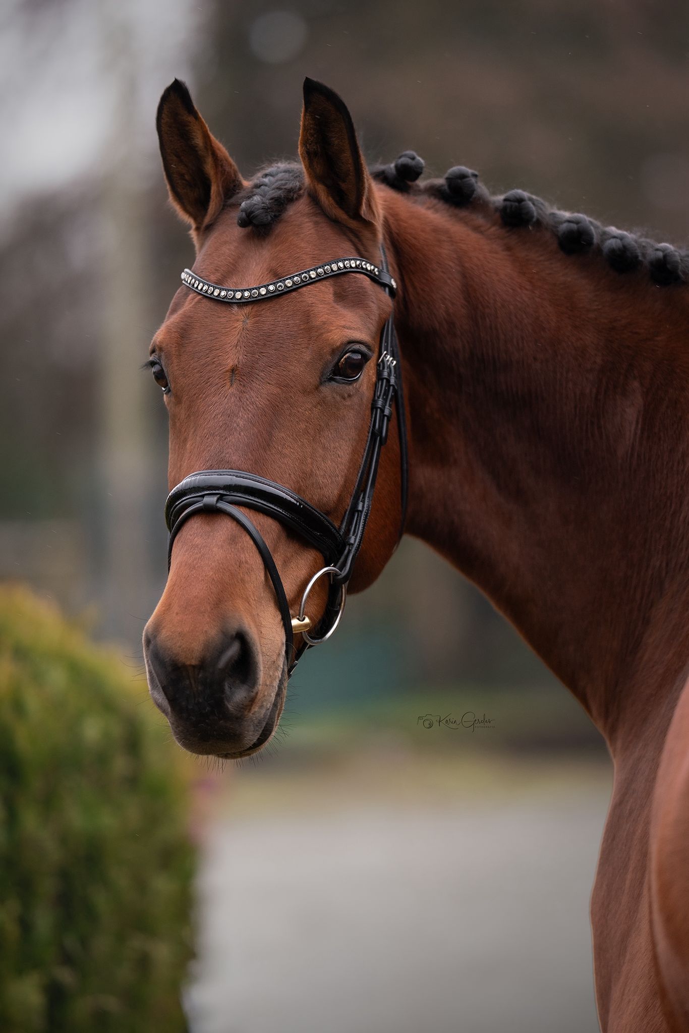 kwpn dressuurpaard merrie 10 jaar bruin te koop - Foto 5
