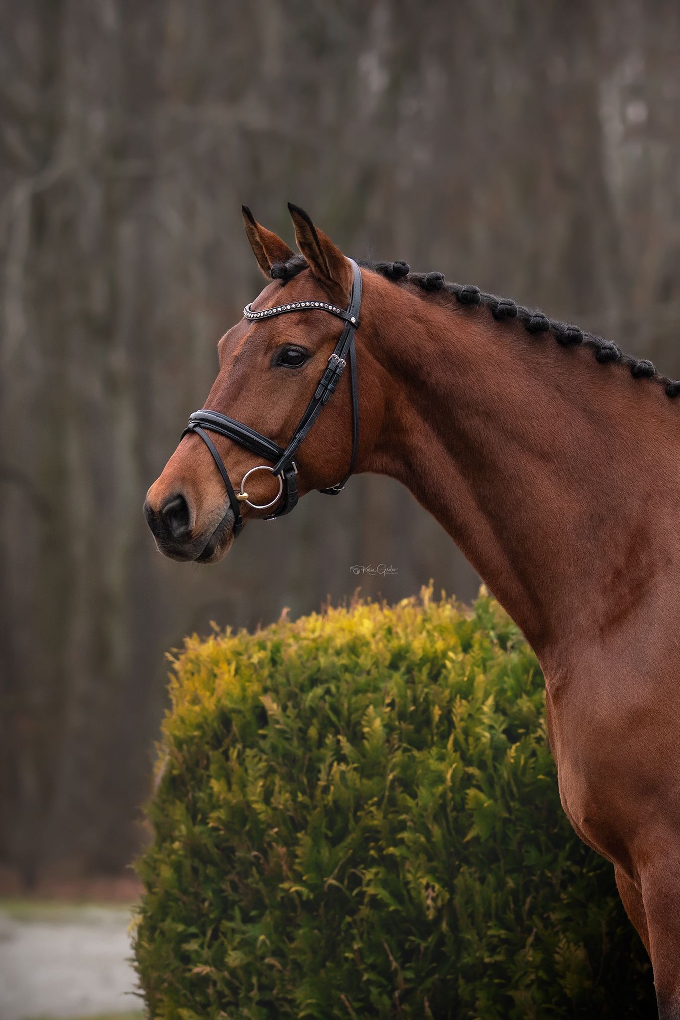 kwpn dressuurpaard merrie 10 jaar bruin te koop - Foto 2