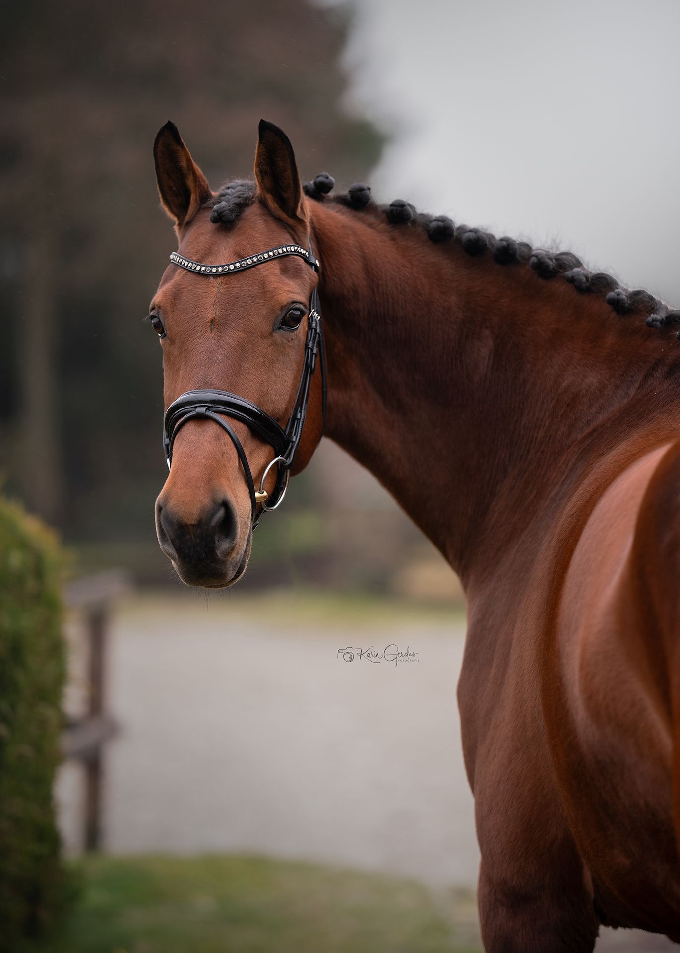 kwpn dressuurpaard merrie 10 jaar bruin te koop - Foto 6