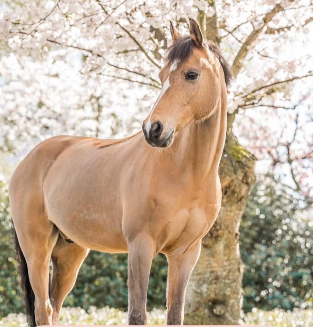 welsh springpony ruin 18 år till salu - Foto 2