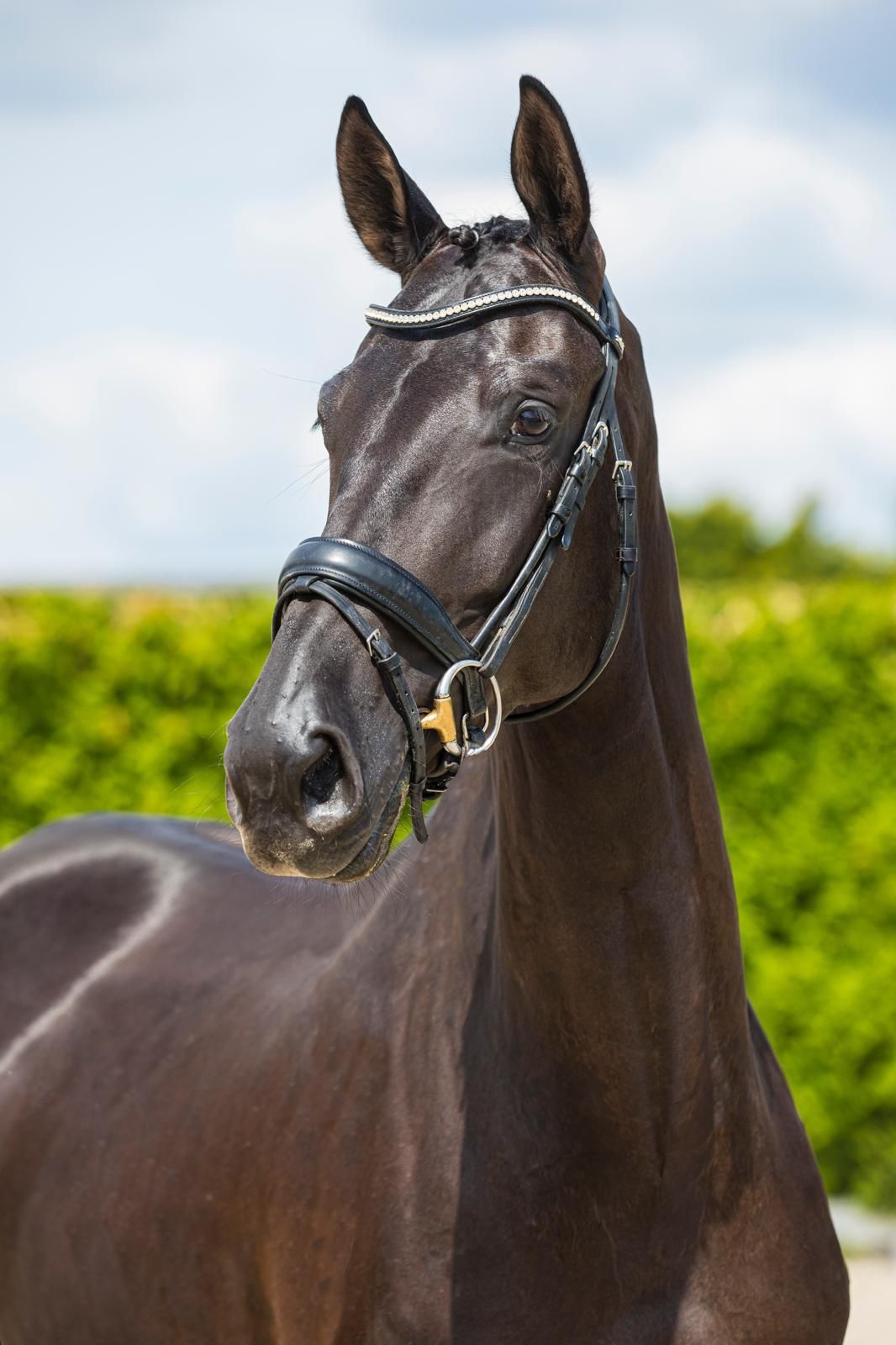 Fine and reliable mare for sale - Lady Vivaldi