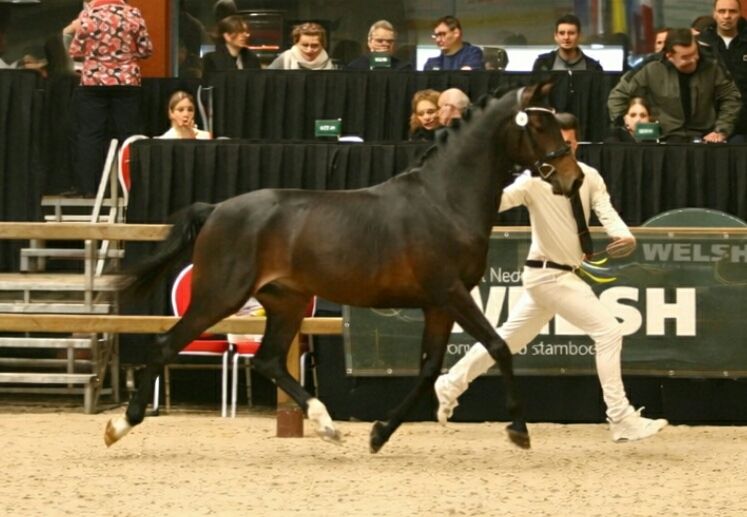 welsh dressuurpony hengst 3 岁 andere-kleur 出售 - 照片 2