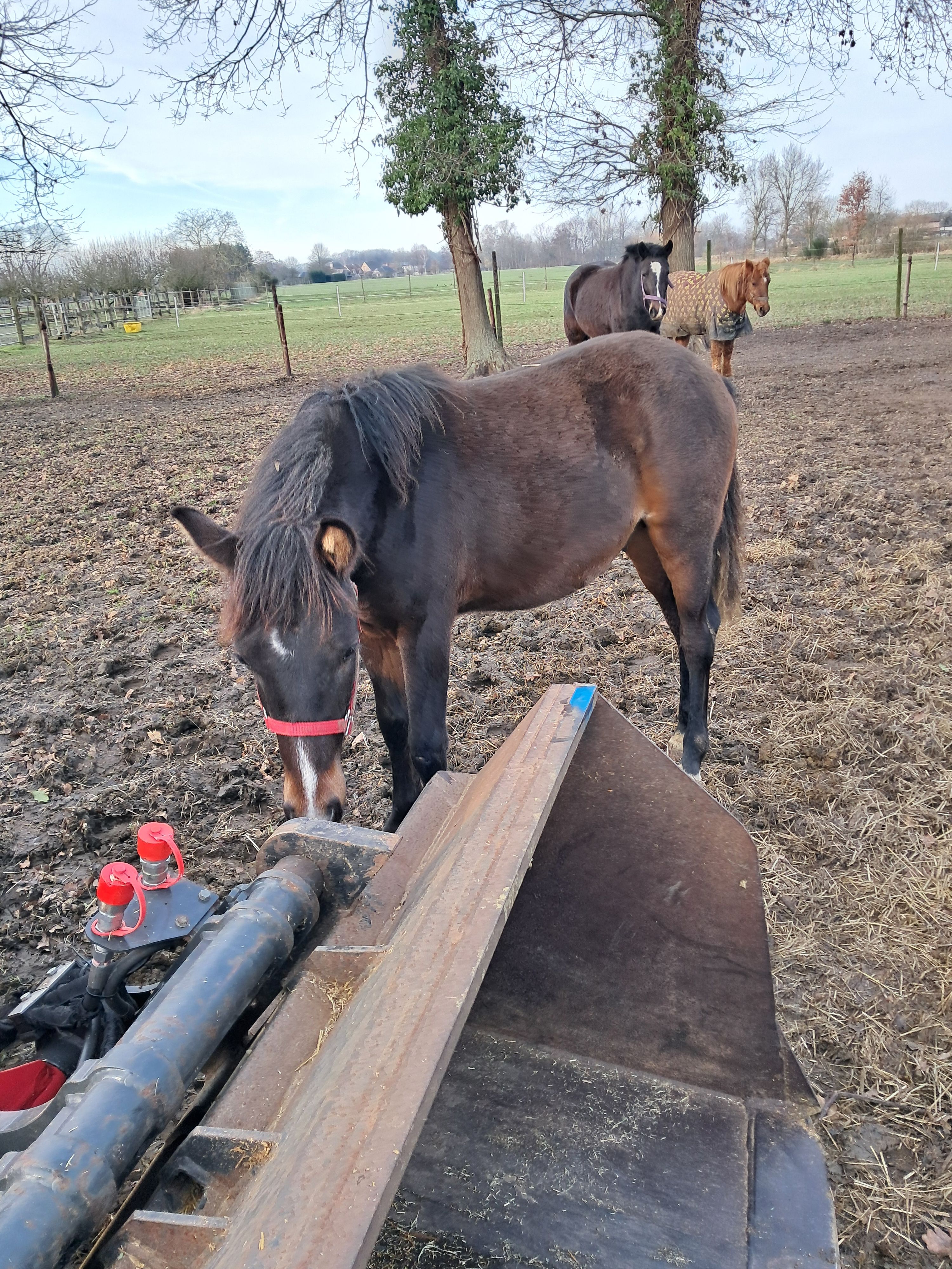 welsh dressuurpony hengst 1 let donkerbruin na prodej - Foto 6