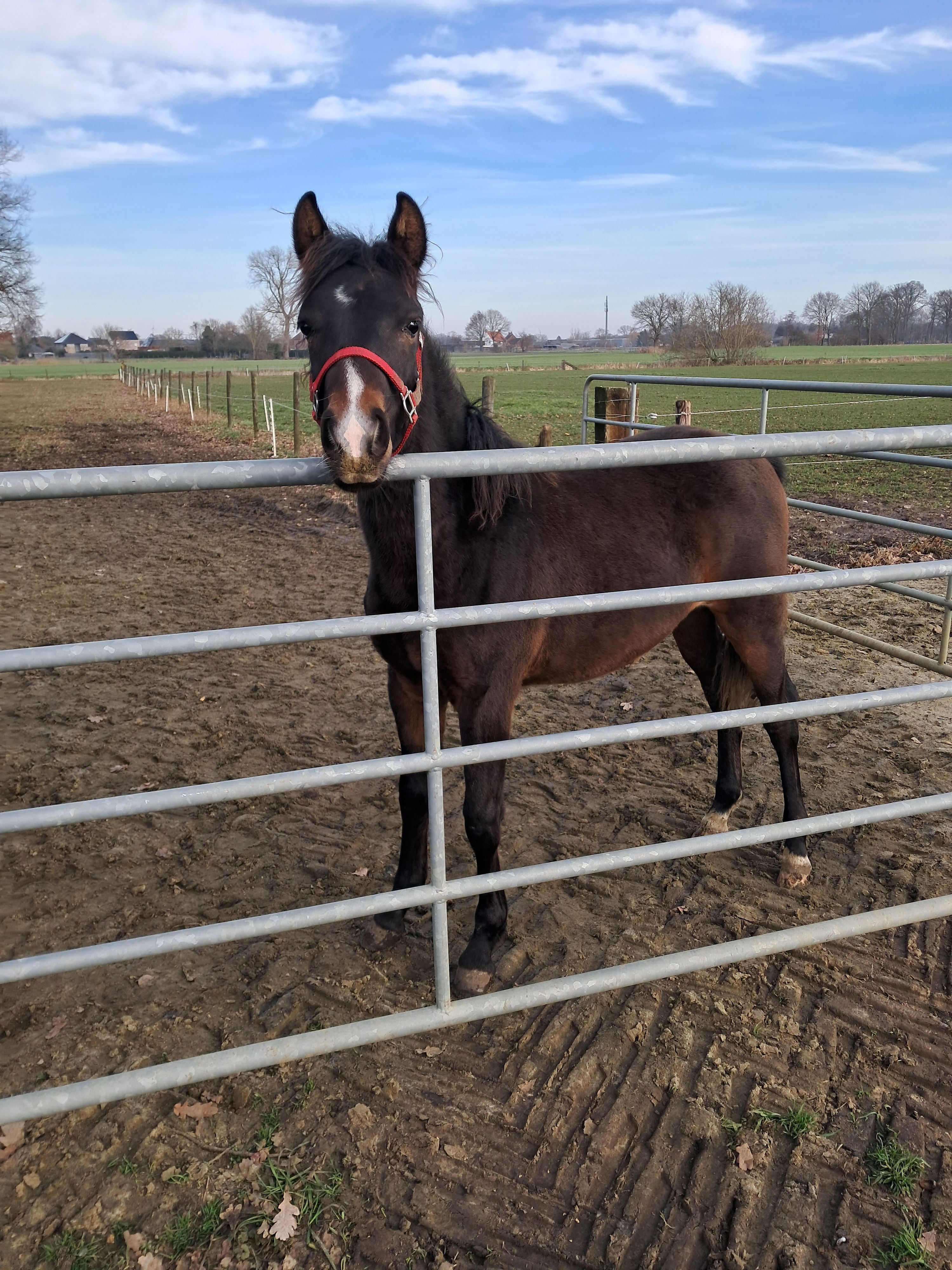welsh dressuurpony hengst 1 let donkerbruin na prodej - Foto 5
