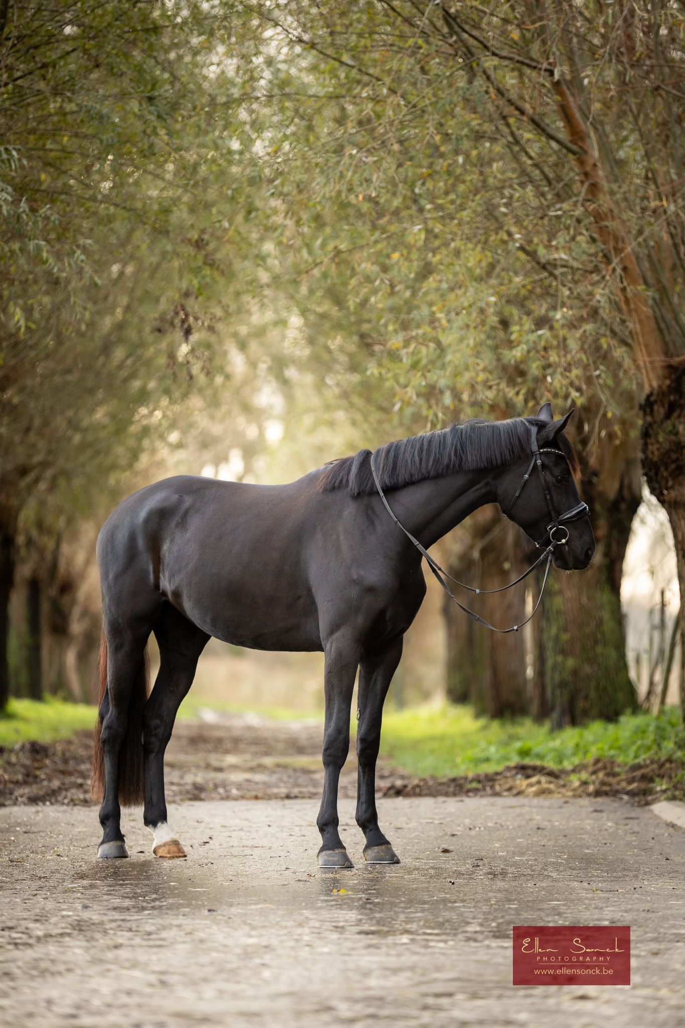 kwpn dressuurpaard merrie 4 jaar zwart te koop - Foto 2