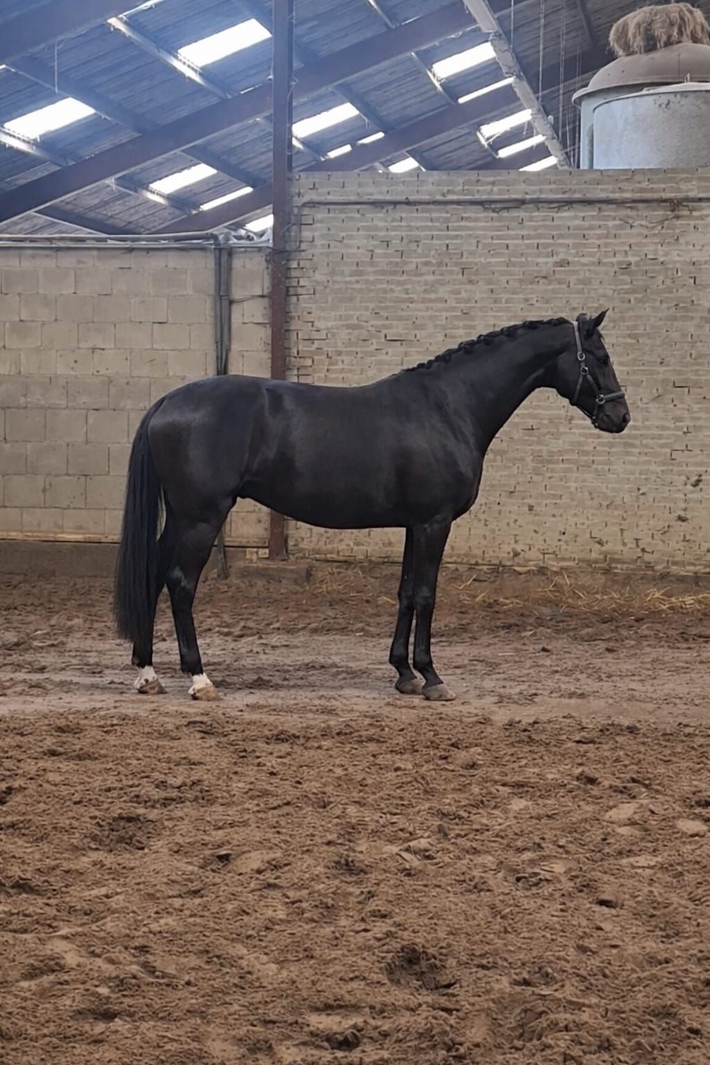 kwpn dressuurpaard merrie 4 años zwart en venta - Foto 3