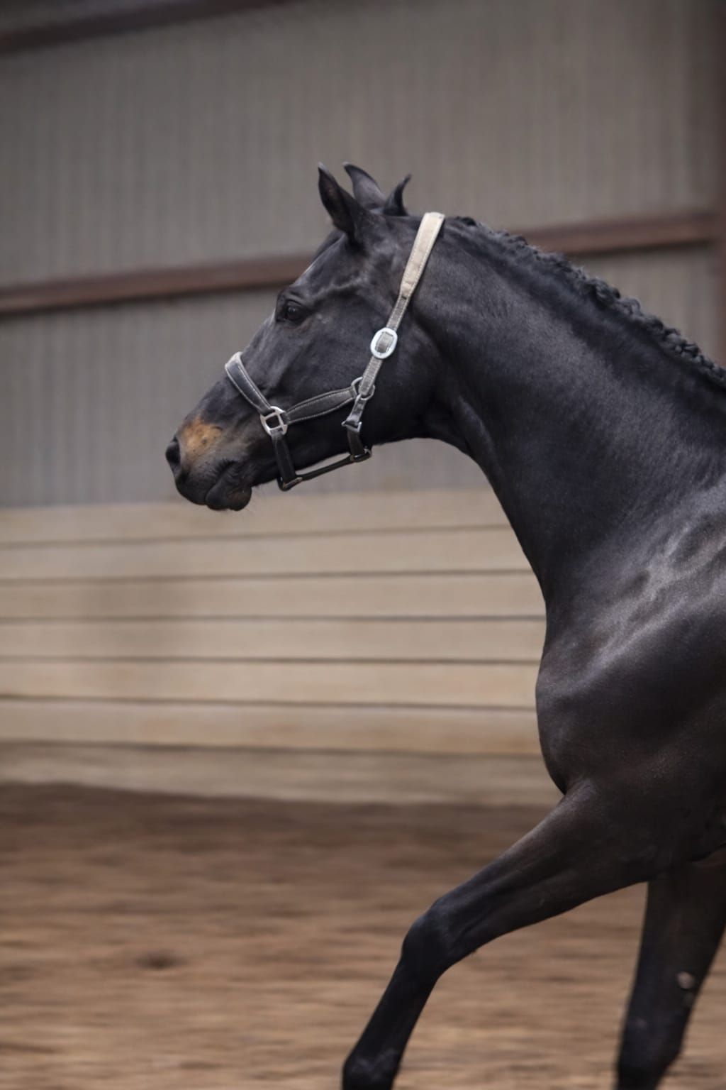 Promettente fattrice da dressage KWPN (2022) – gravida di Lamborghini US