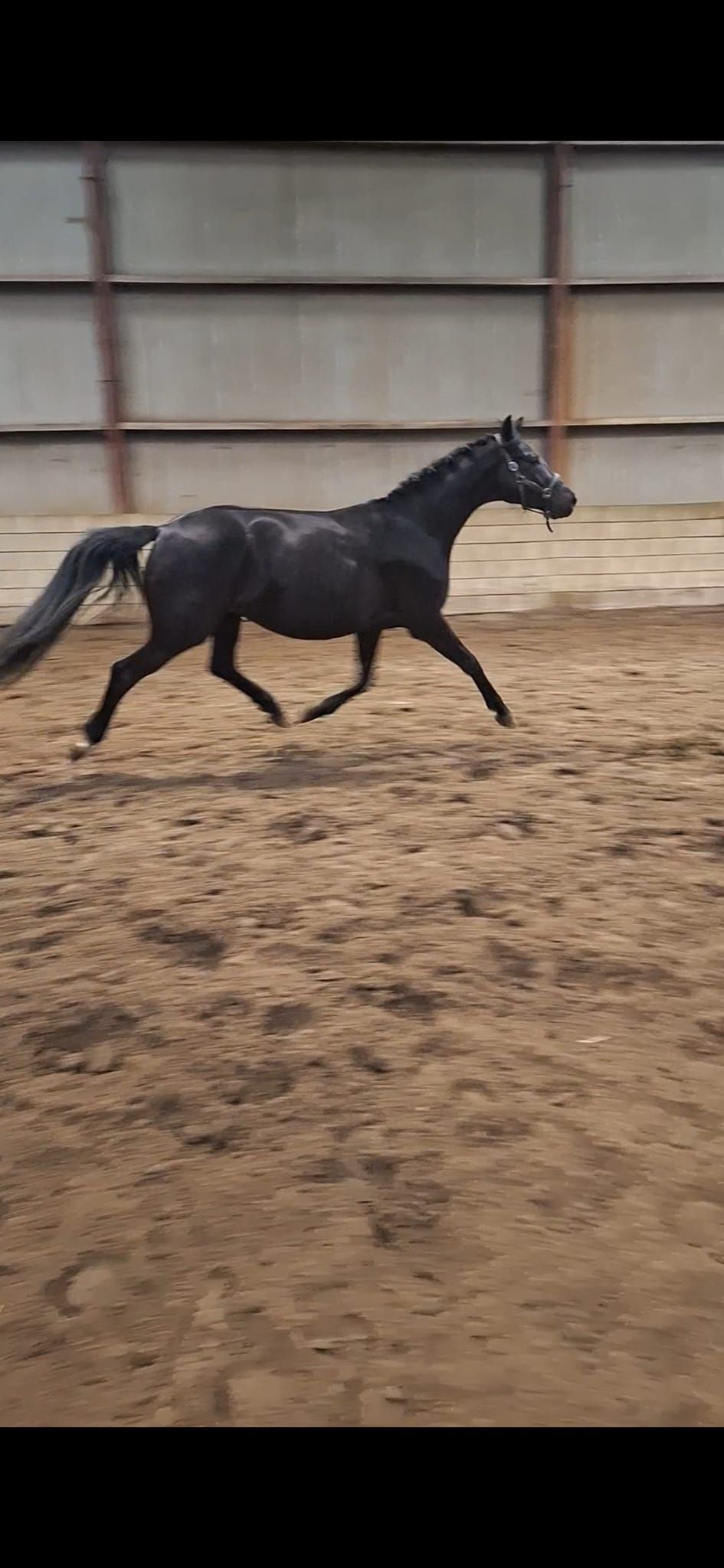 kwpn dressuurpaard merrie 4 años zwart en venta - Foto 4