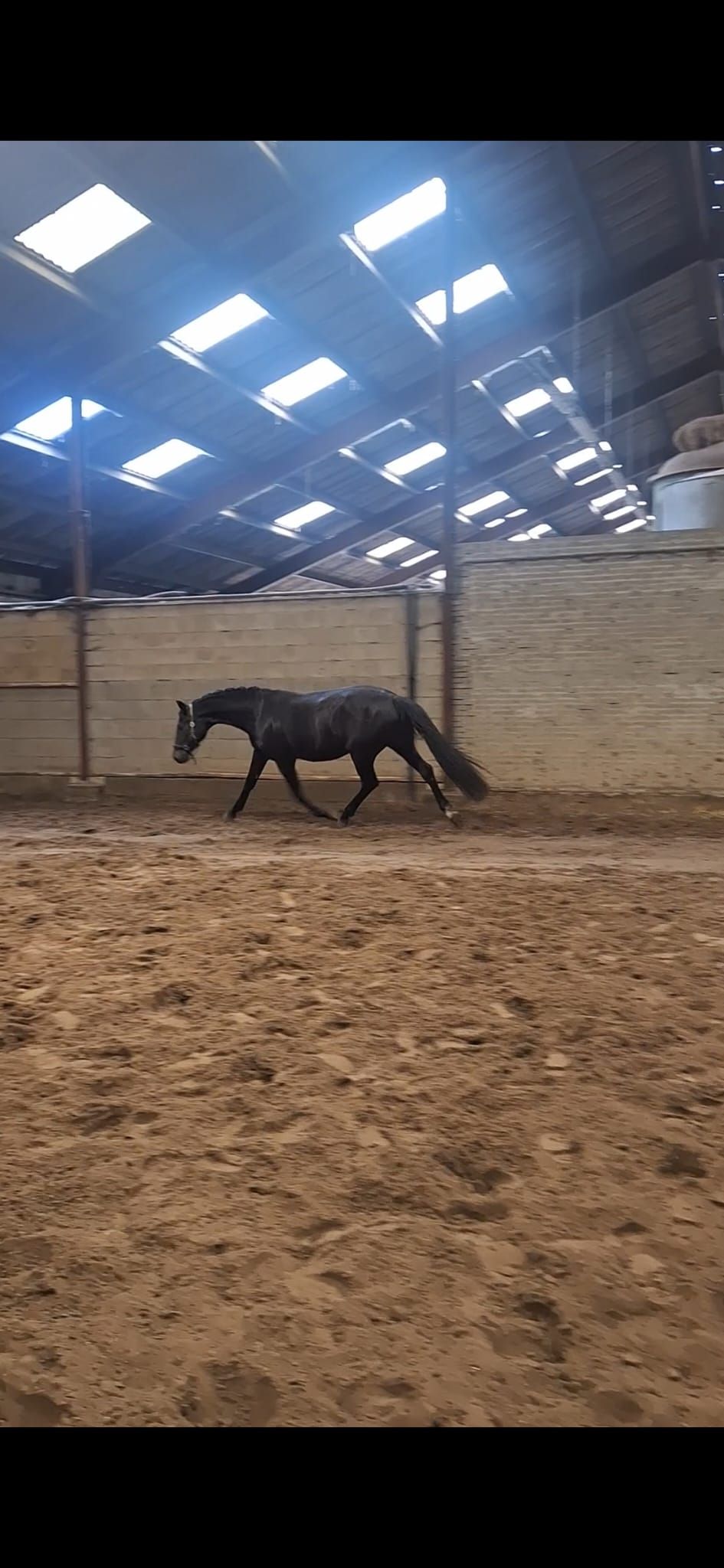 kwpn dressuurpaard merrie 4 años zwart en venta - Foto 5