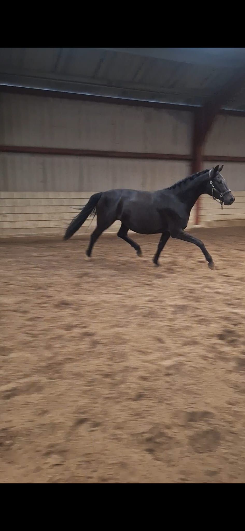 kwpn dressuurpaard merrie 4 años zwart en venta - Foto 6