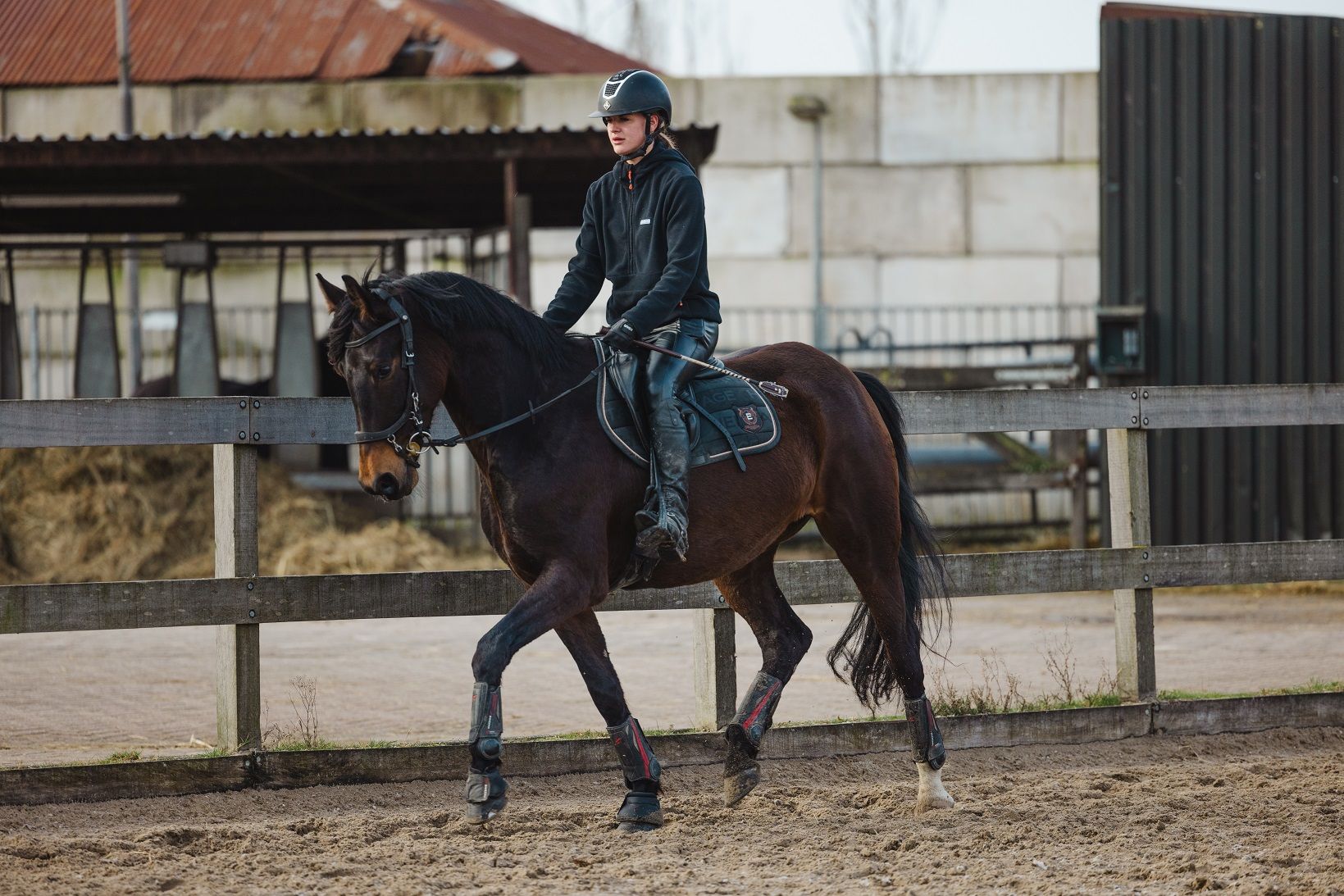 kwpn allrounder Merrie 8 jaar Bruin te koop - Foto 3