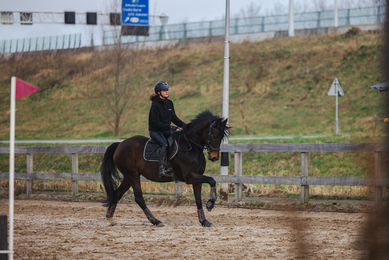 kwpn allrounder Merrie 8 jaar Bruin te koop - Foto 6