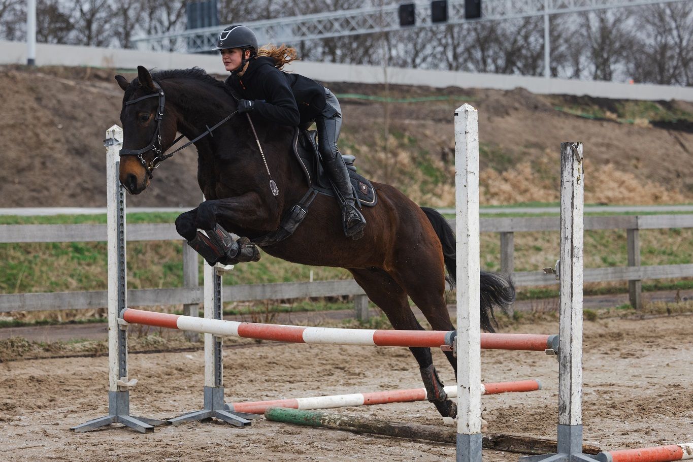 kwpn allrounder Merrie 8 jaar Bruin te koop - Foto 4