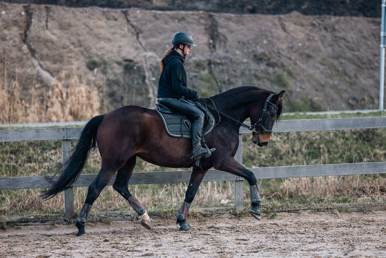 kwpn allrounder Merrie 8 jaar Bruin te koop - Foto 2