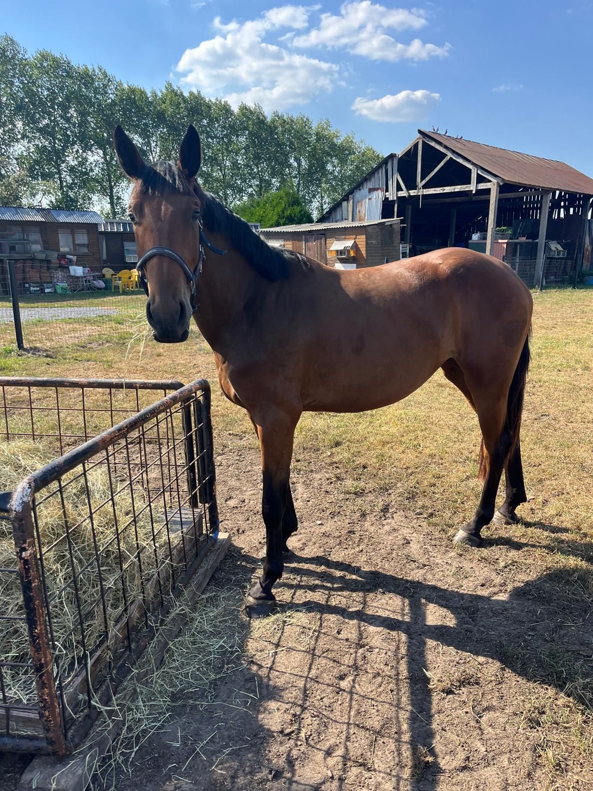 bwp springpaard merrie 3 years old donkerbruin for sale - Photo 2