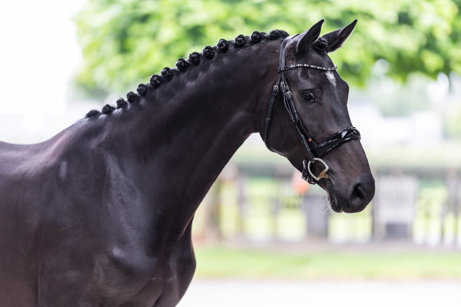 Super fine schoolmaster for sale