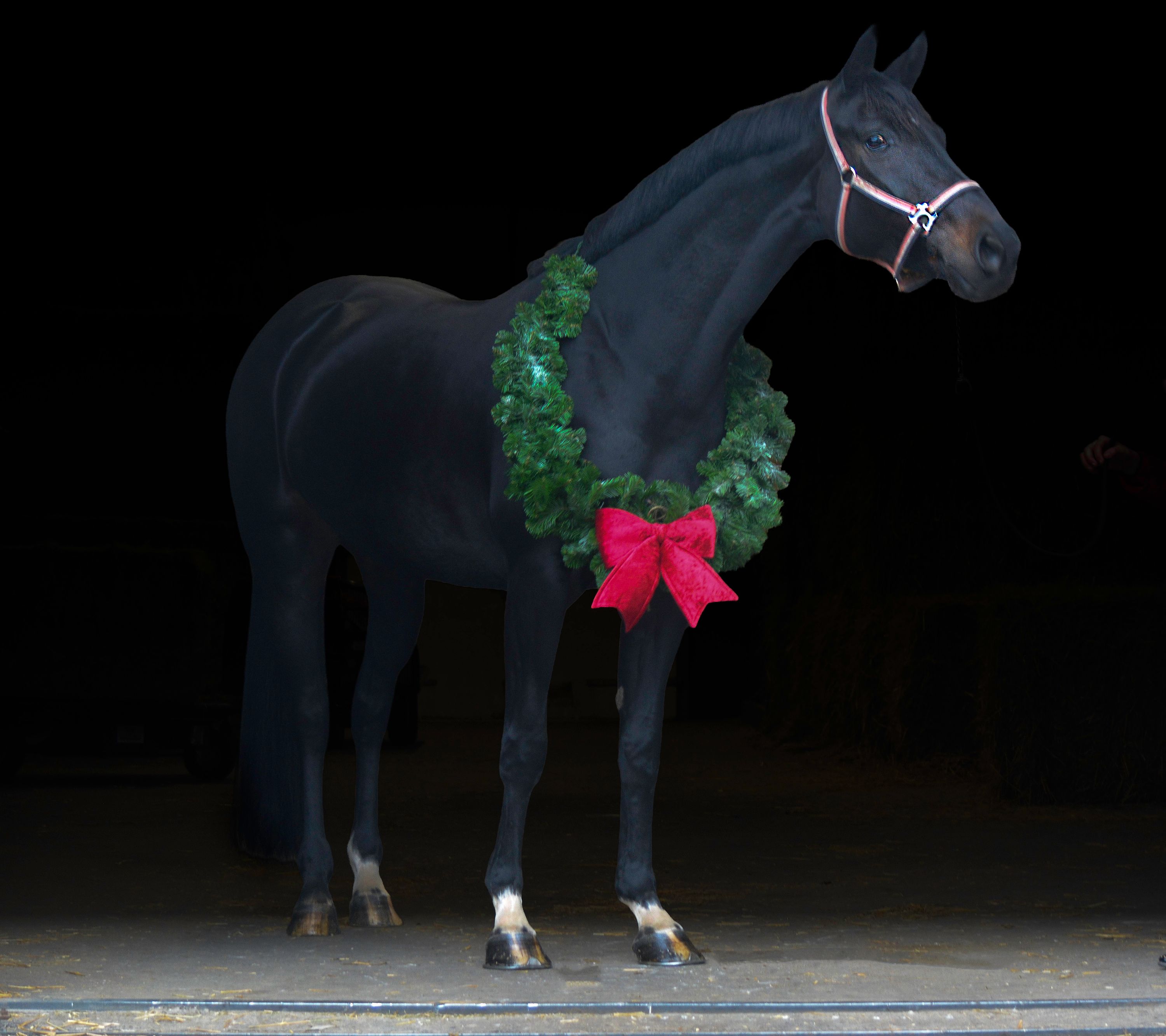 westfalen dressuurpaard merrie 7 years old donkerbruin for sale - Photo 2