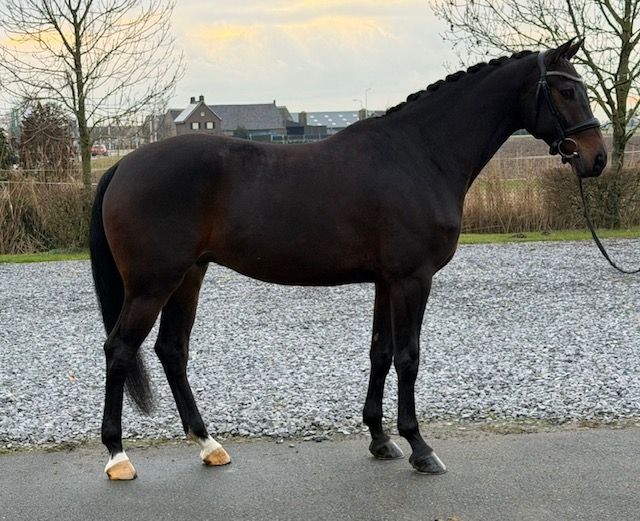Talentiertes junges Dressurpferd