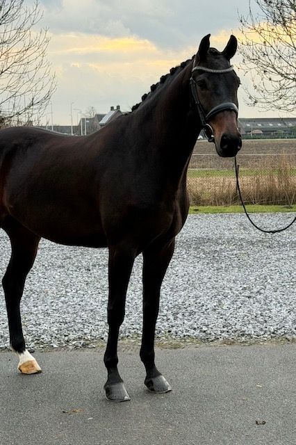Kjento x Tenerife x Flemmingh x Nimmerdor dressuurpaard ruin 6 Jahre alt donkerbruin zu verkaufen - Foto 2