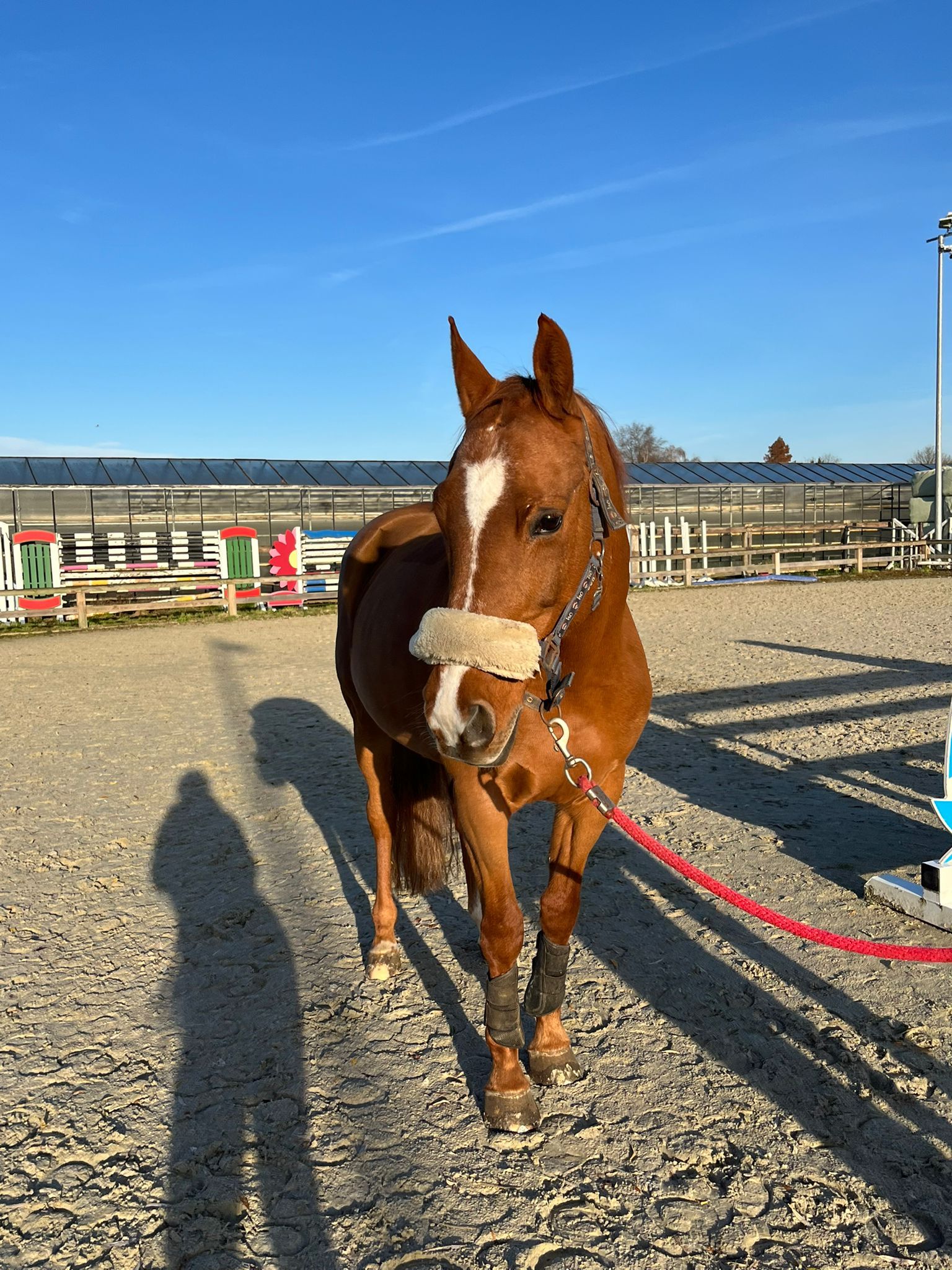 pony merrie 20 jaar vos te koop - Hoofdfoto