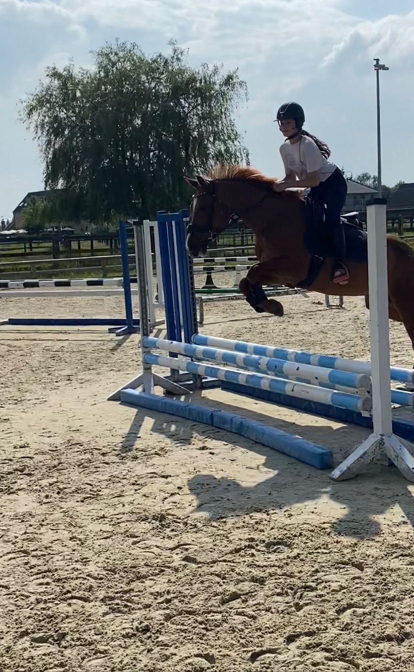 pony merrie 20 jaar vos te koop - Foto 2