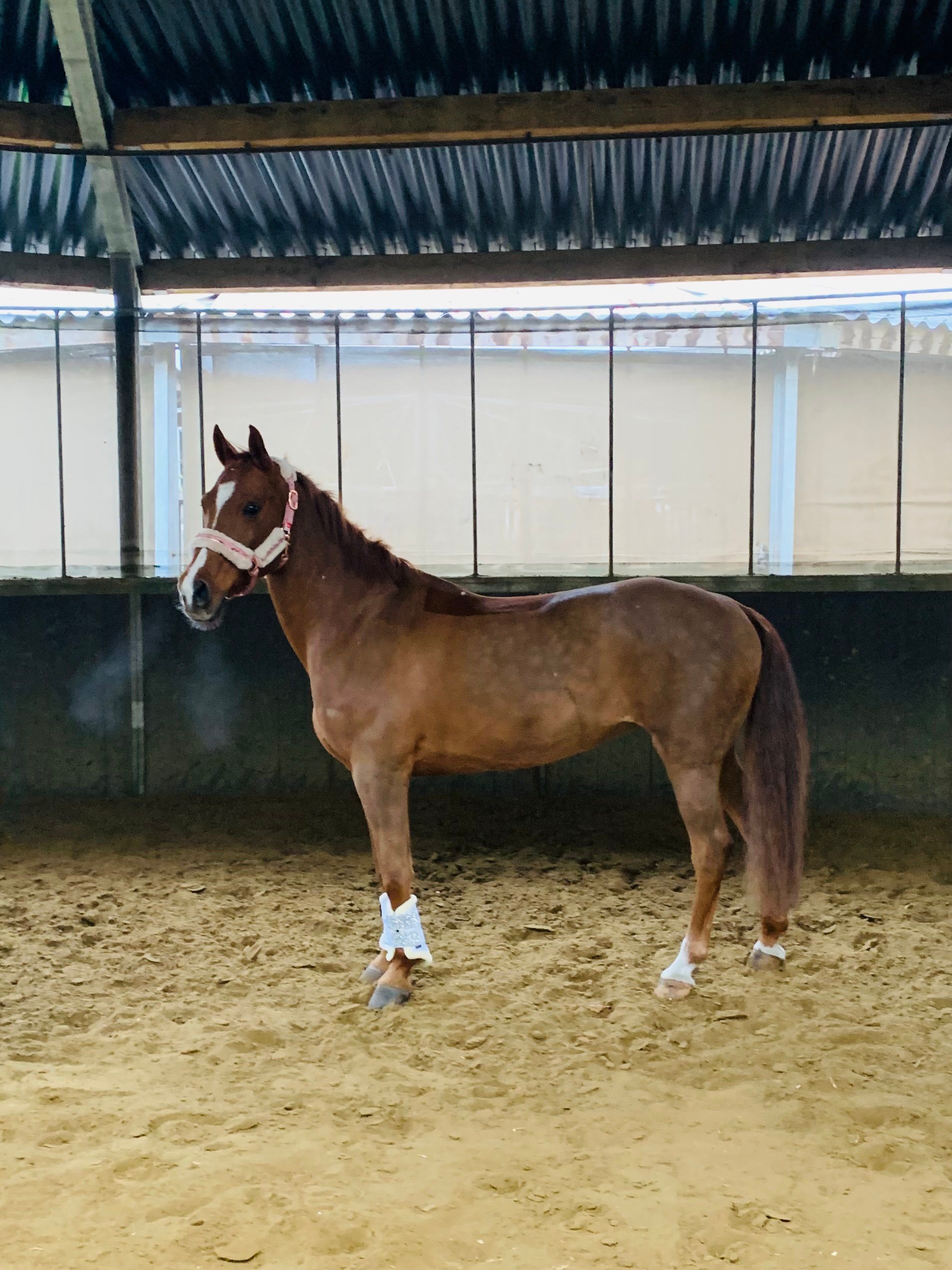 pony merrie 20 jaar vos te koop - Foto 4