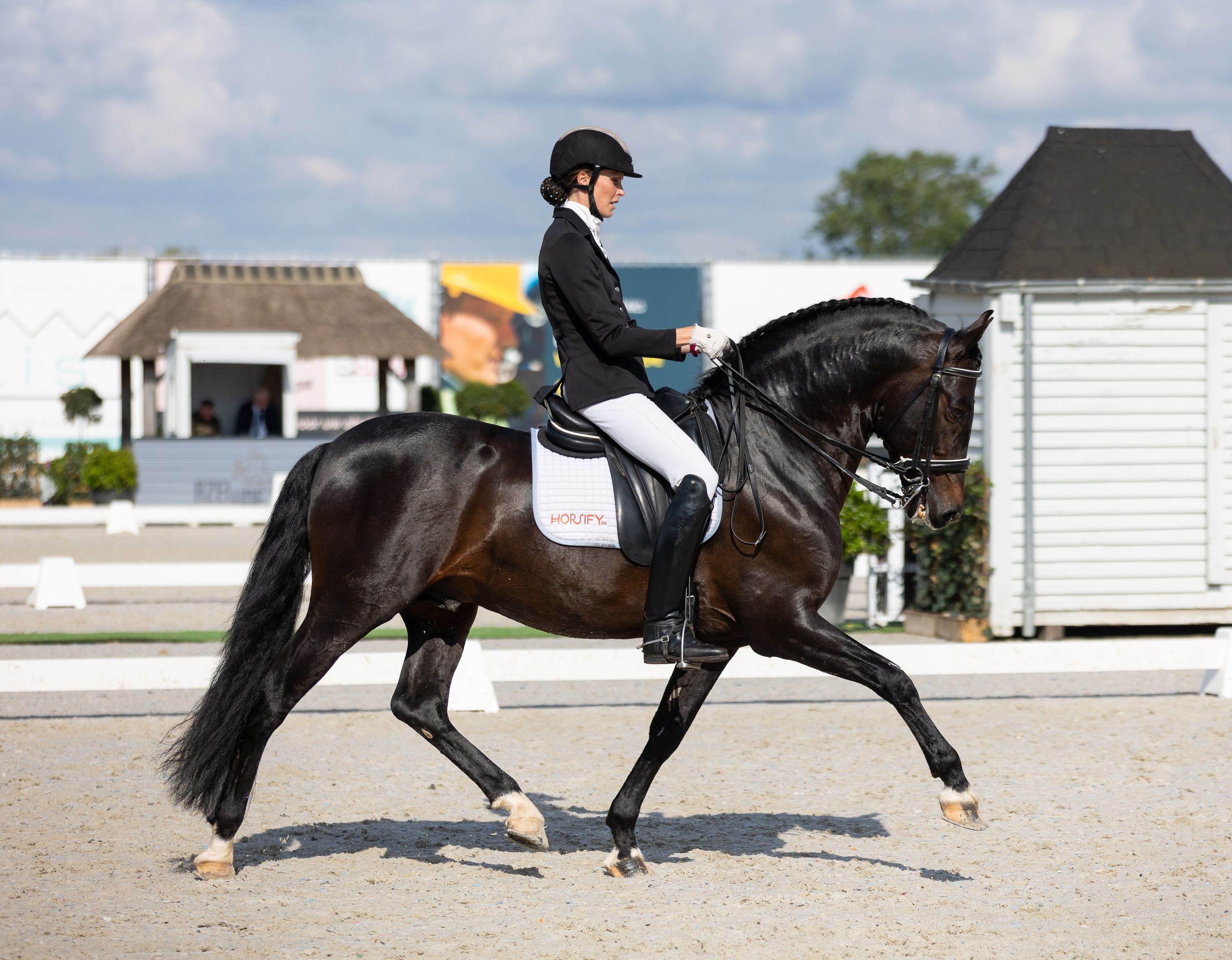pre dressuurpaard hengst 12 years old zwart for sale - Photo 2
