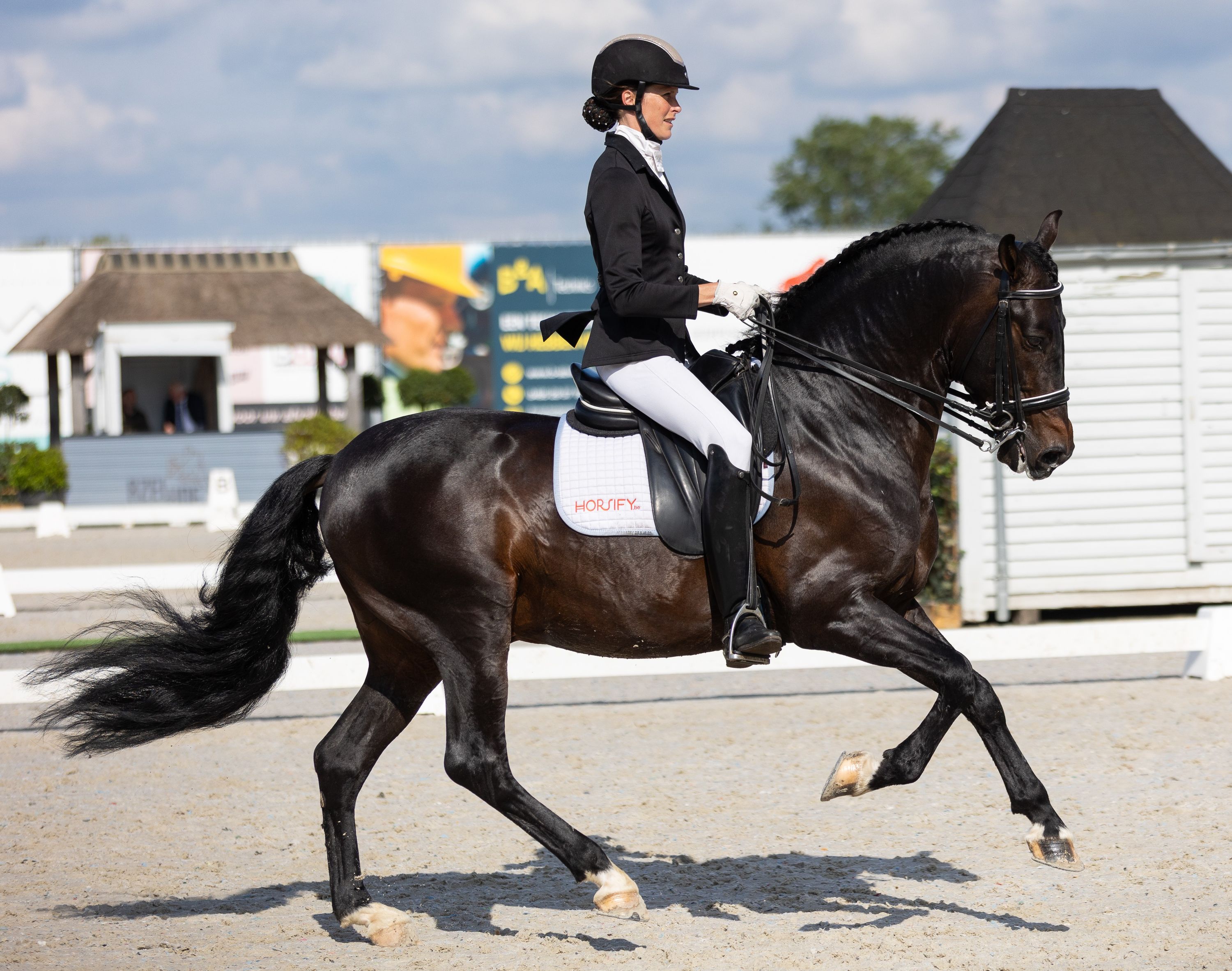 pre dressuurpaard hengst 12 years old zwart for sale - Photo 3