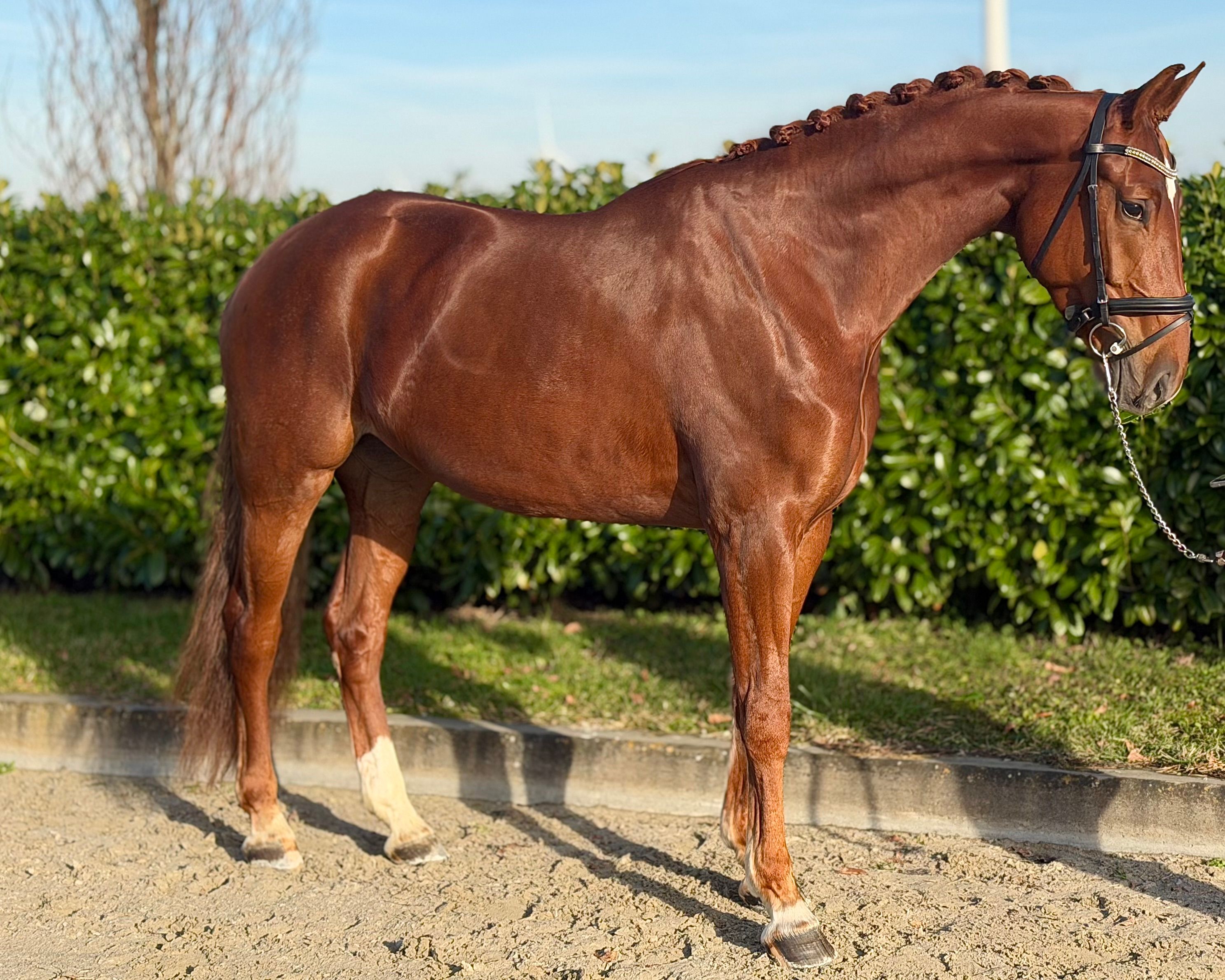 Fijne werkwillige 4 jarige merrie